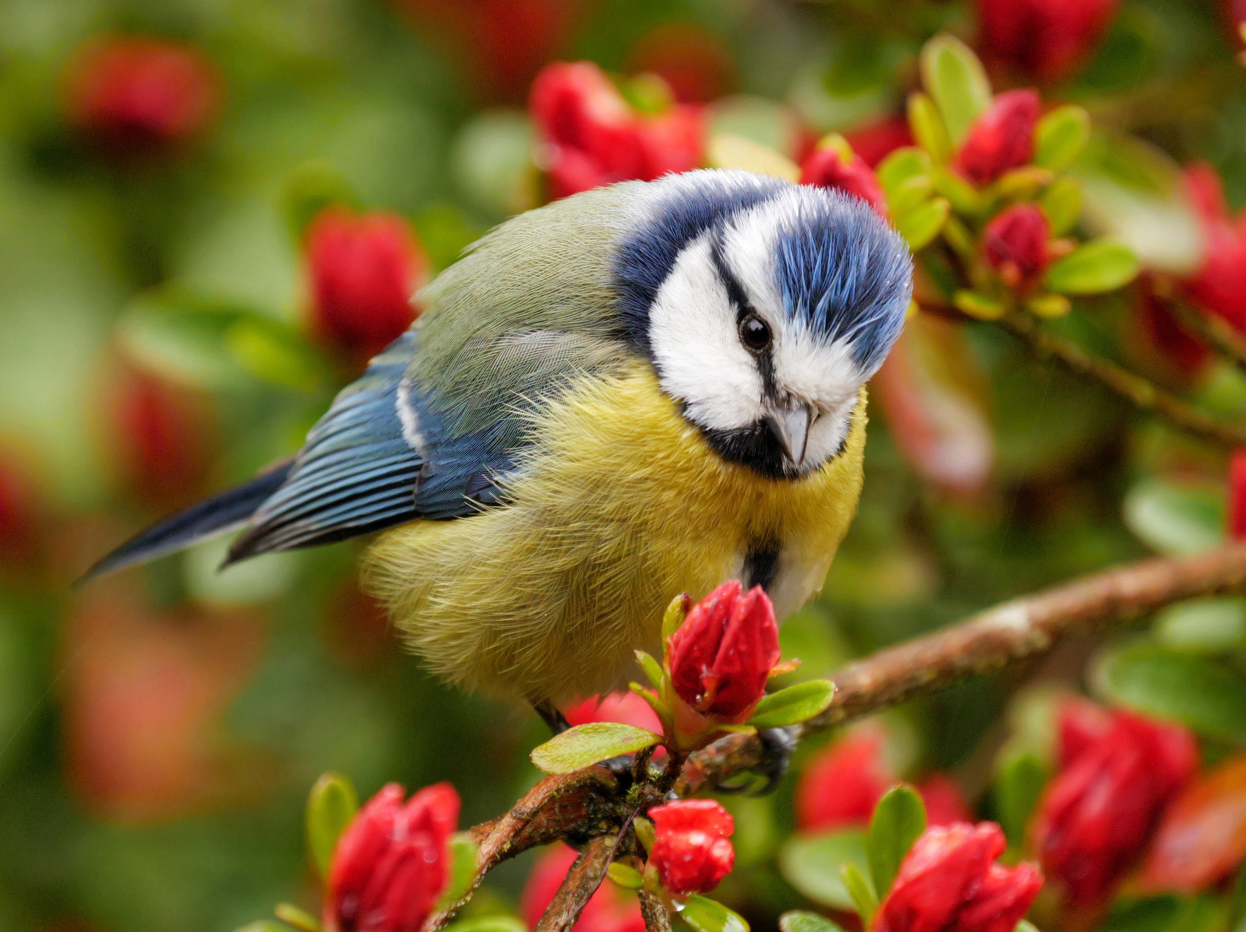 Download mobile wallpaper Birds, Flower, Bird, Close Up, Animal, Titmouse, Red Flower for free.