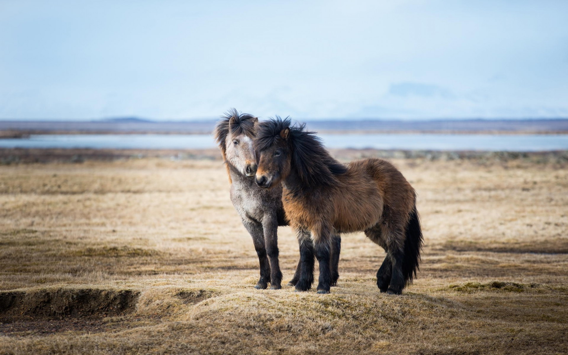 Descarga gratuita de fondo de pantalla para móvil de Animales, Caballo.