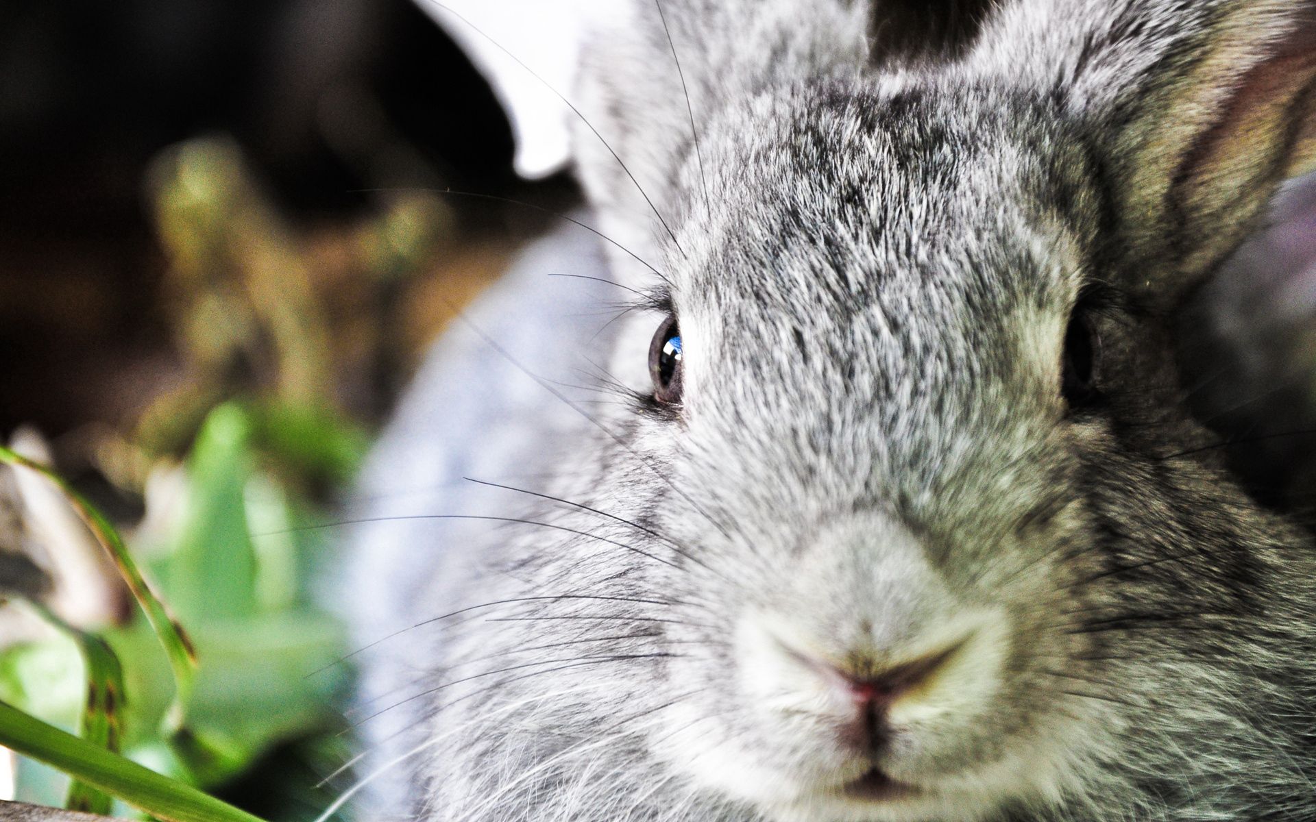 animals, muzzle, ears, nose, rabbit