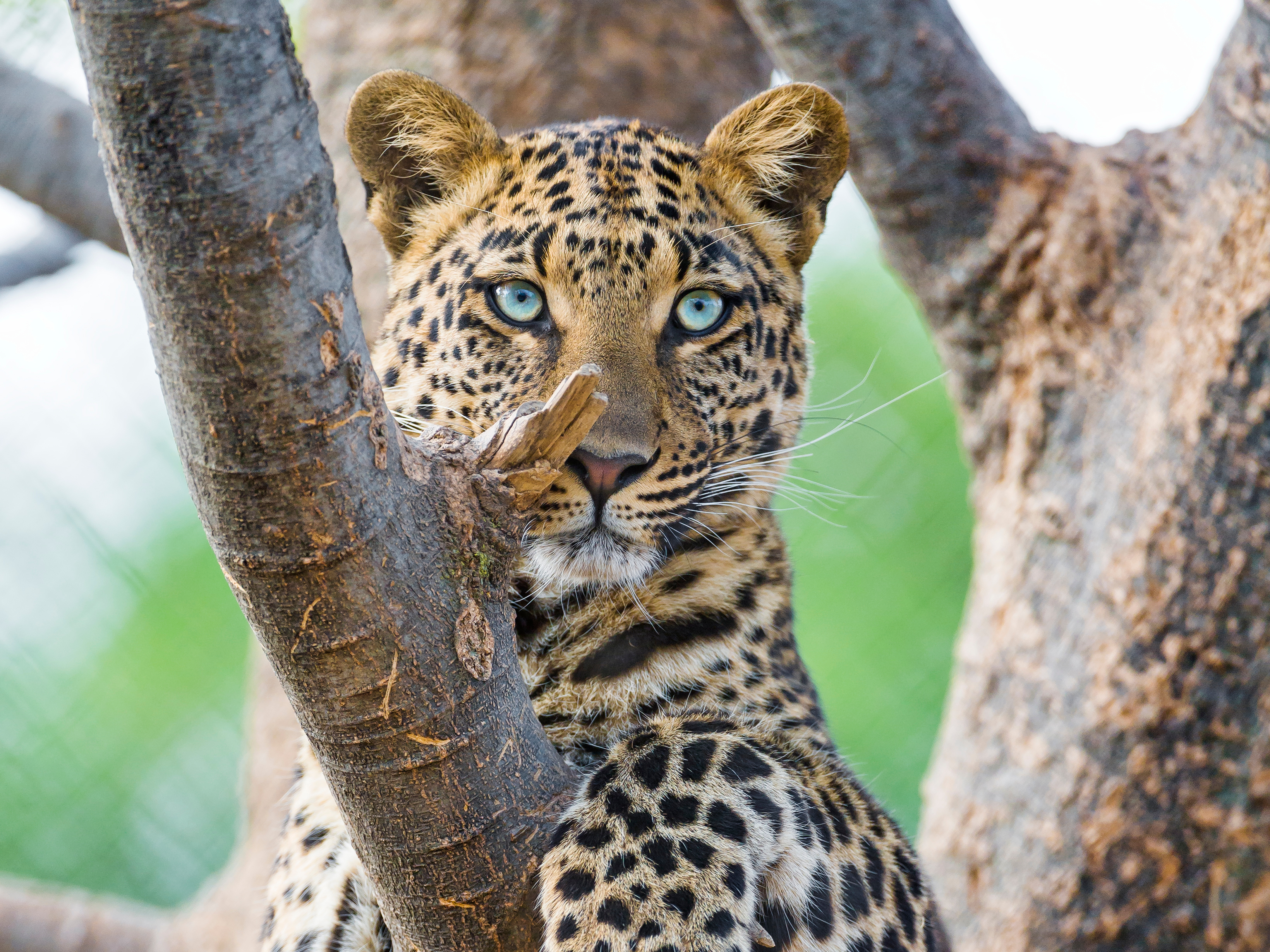 Download mobile wallpaper Cats, Leopard, Animal for free.