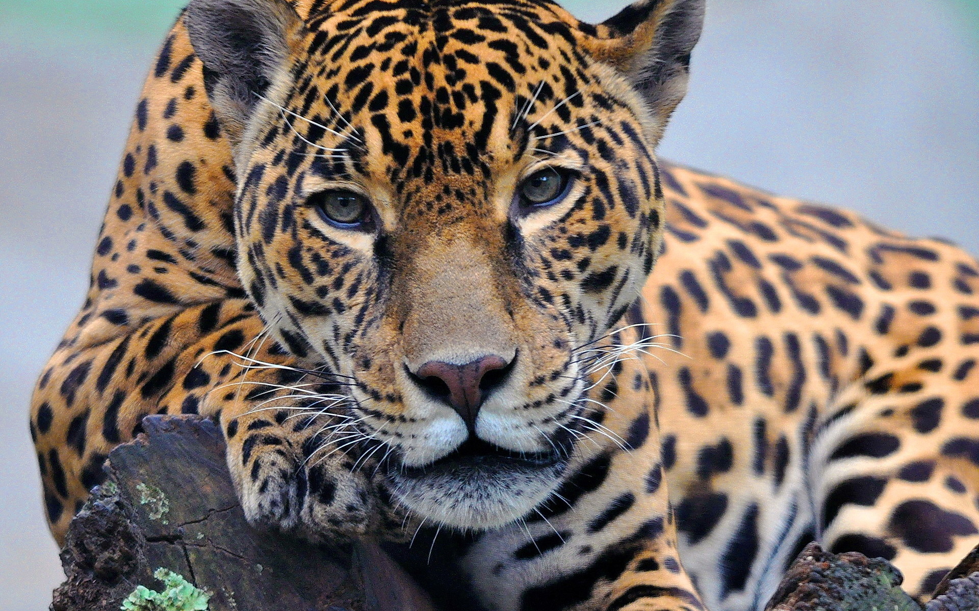 Baixar papel de parede para celular de Animais, Leopardo gratuito.