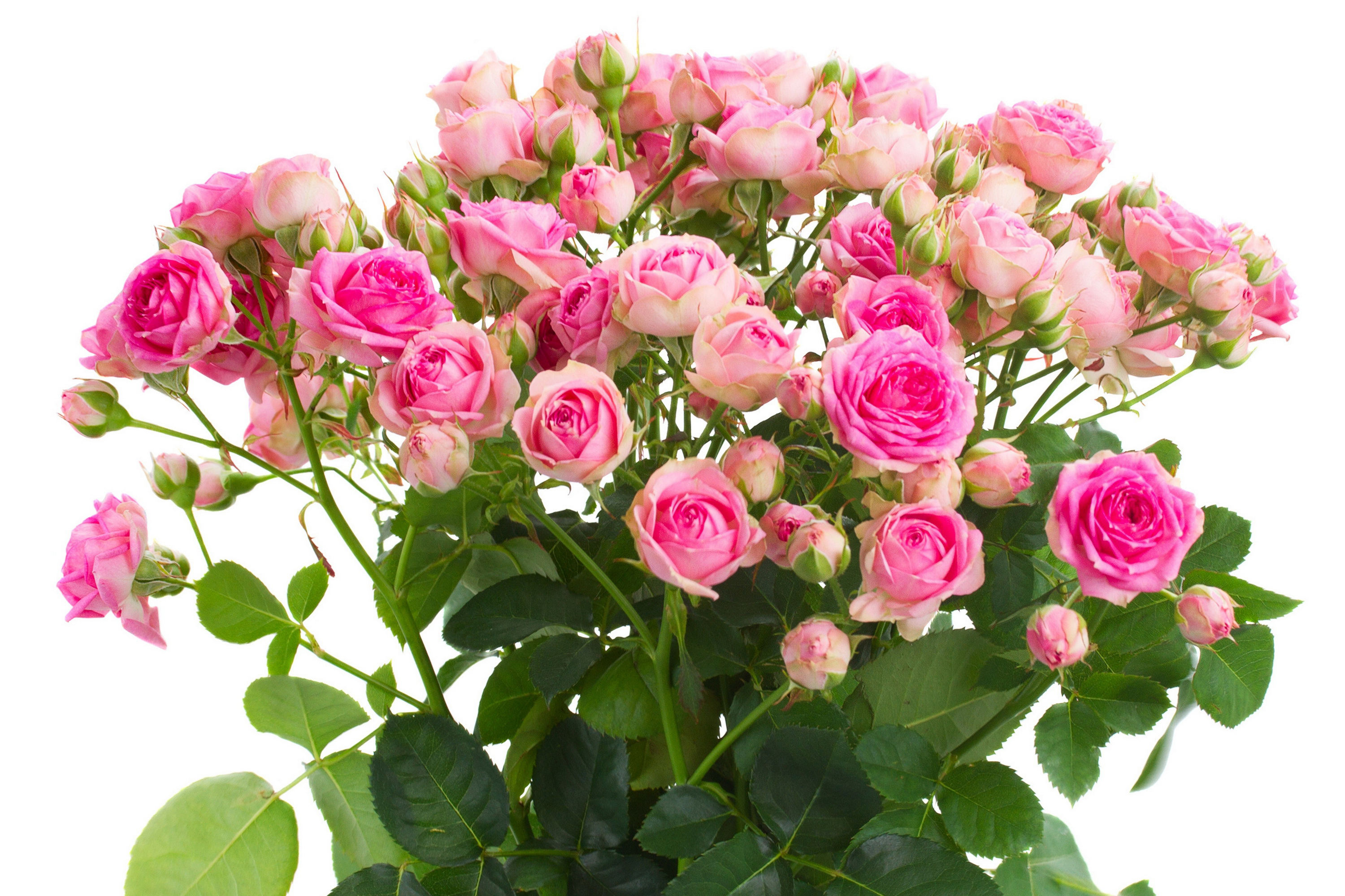 384936 descargar fondo de pantalla flores, tierra/naturaleza, rosa, flor, flor rosa: protectores de pantalla e imágenes gratis