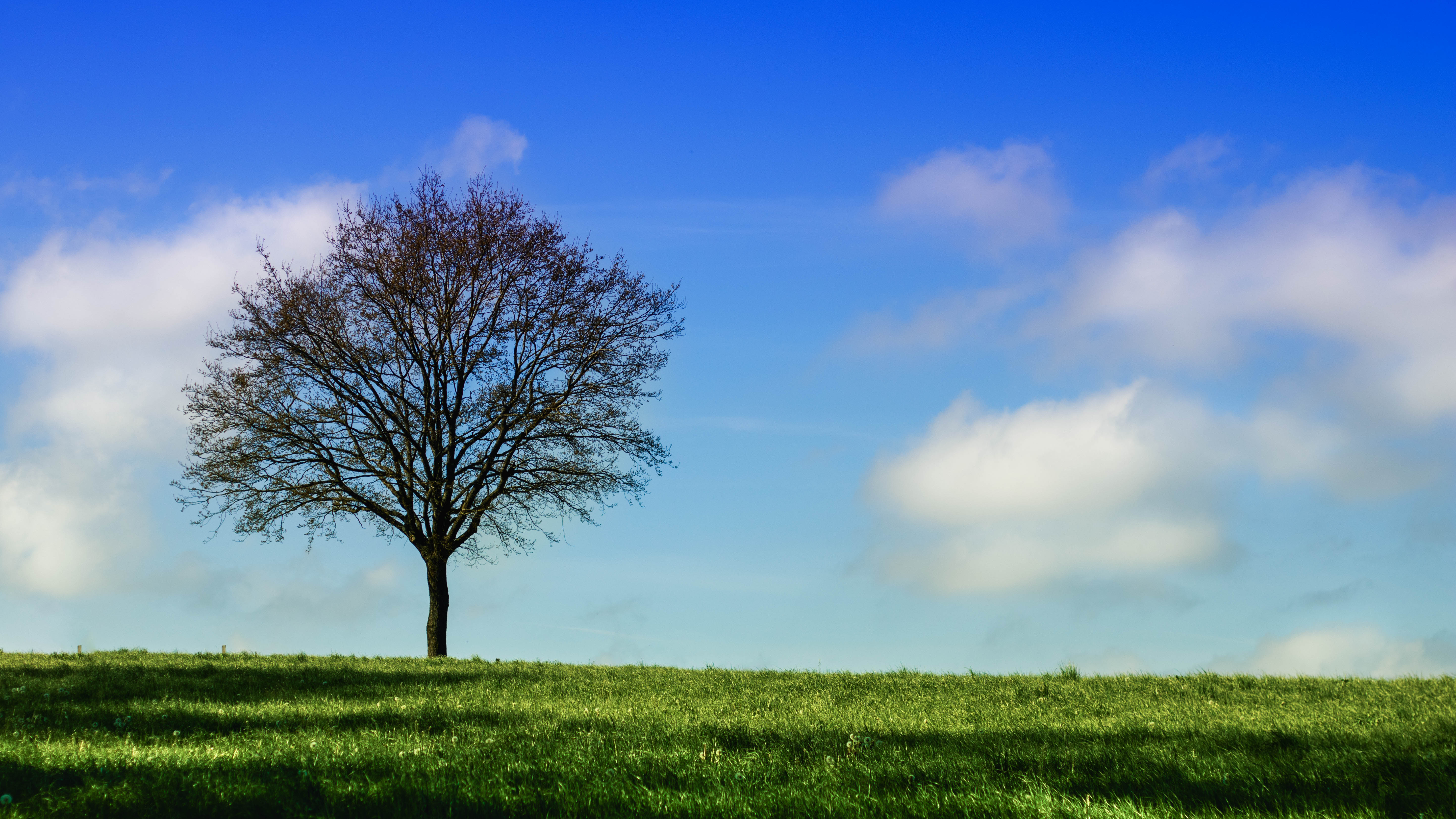 Download mobile wallpaper Horizon, Nature, Sky, Wood, Tree, Grass for free.