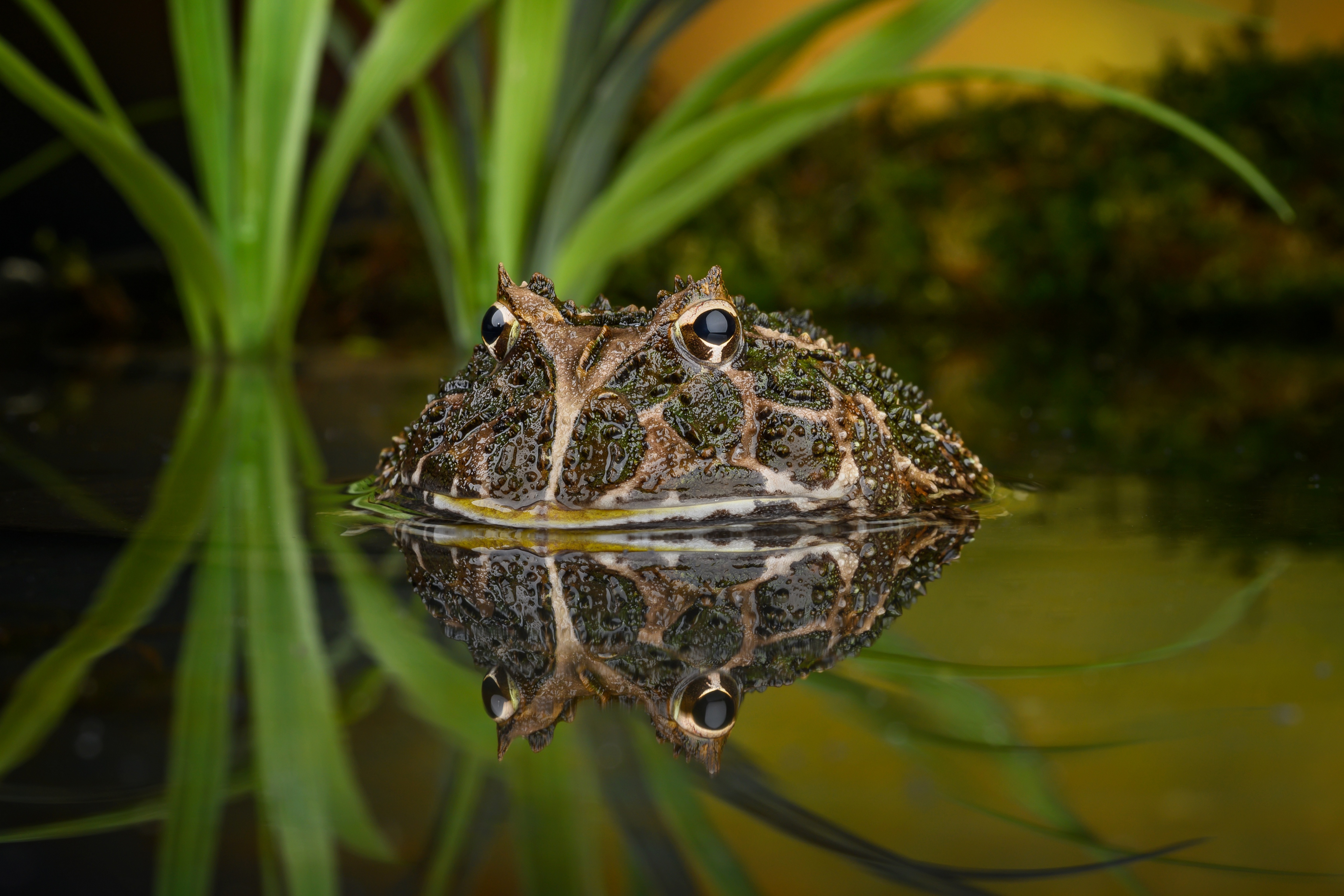 Download mobile wallpaper Frogs, Reflection, Animal, Frog, Amphibian for free.