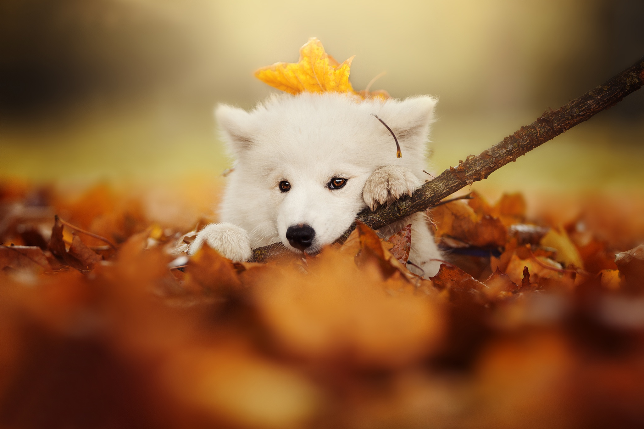 Laden Sie das Tiere, Hunde, Herbst, Hund, Welpen, Samojede, Tierbaby-Bild kostenlos auf Ihren PC-Desktop herunter