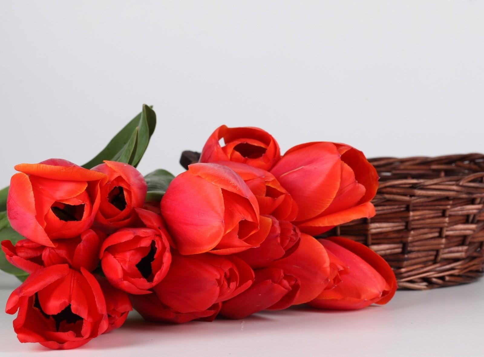 Download mobile wallpaper To Lie Down, Lie, Flowers, Basket, Bouquet, Tulips for free.