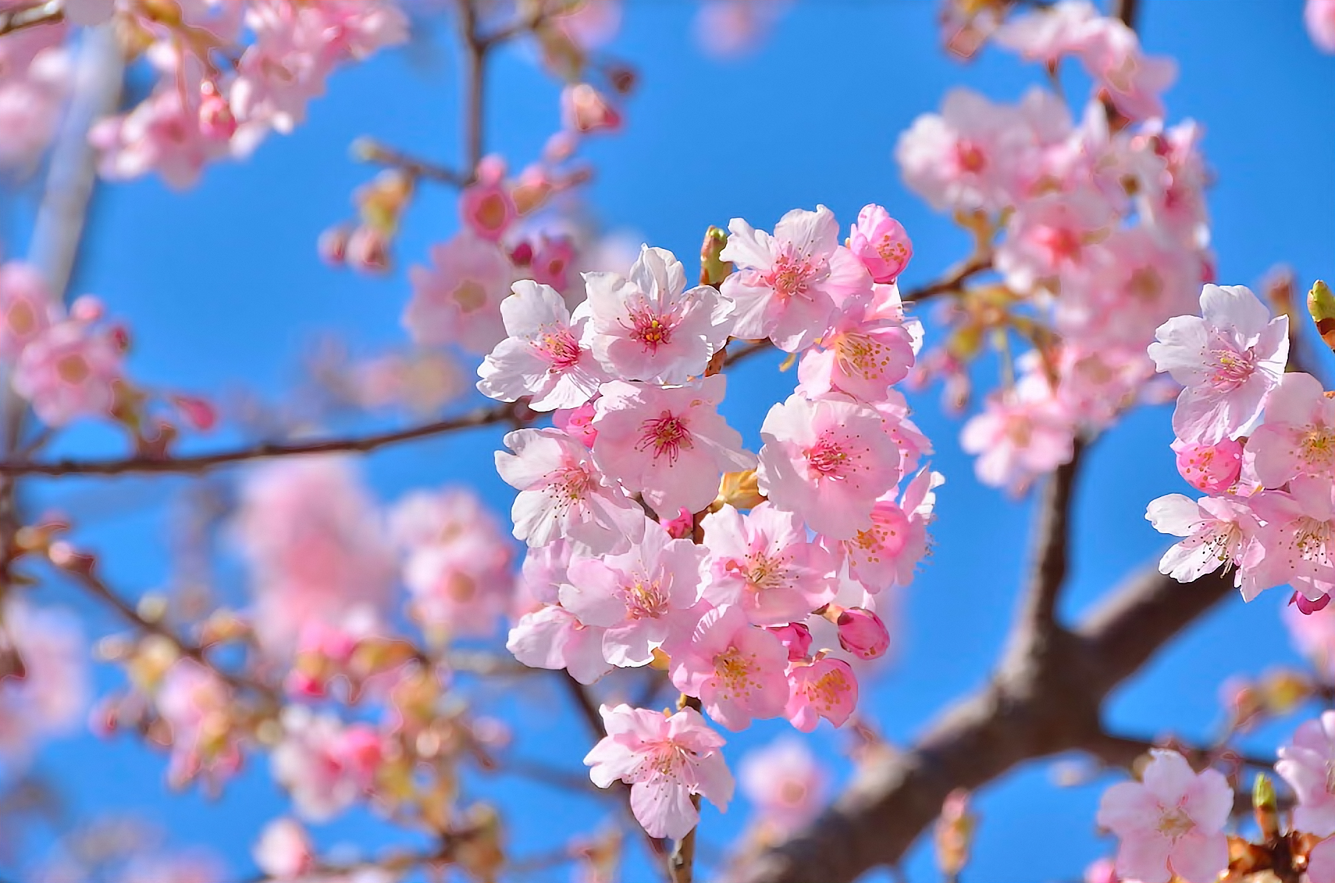 PCデスクトップにフラワーズ, 花, 閉じる, 地球, 春, 桜の花, ピンクの花画像を無料でダウンロード