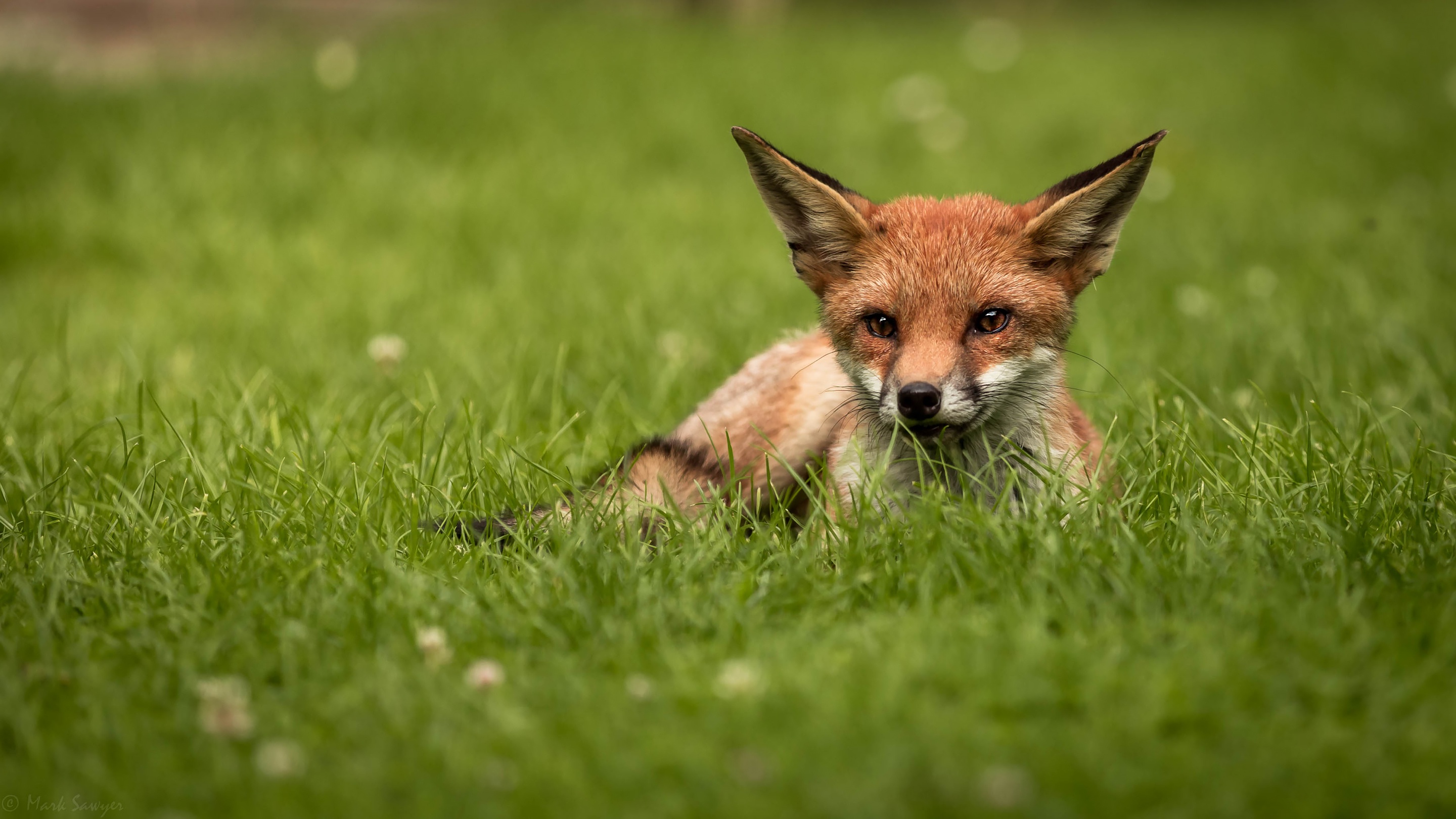 Download mobile wallpaper Grass, Fox, Animal for free.