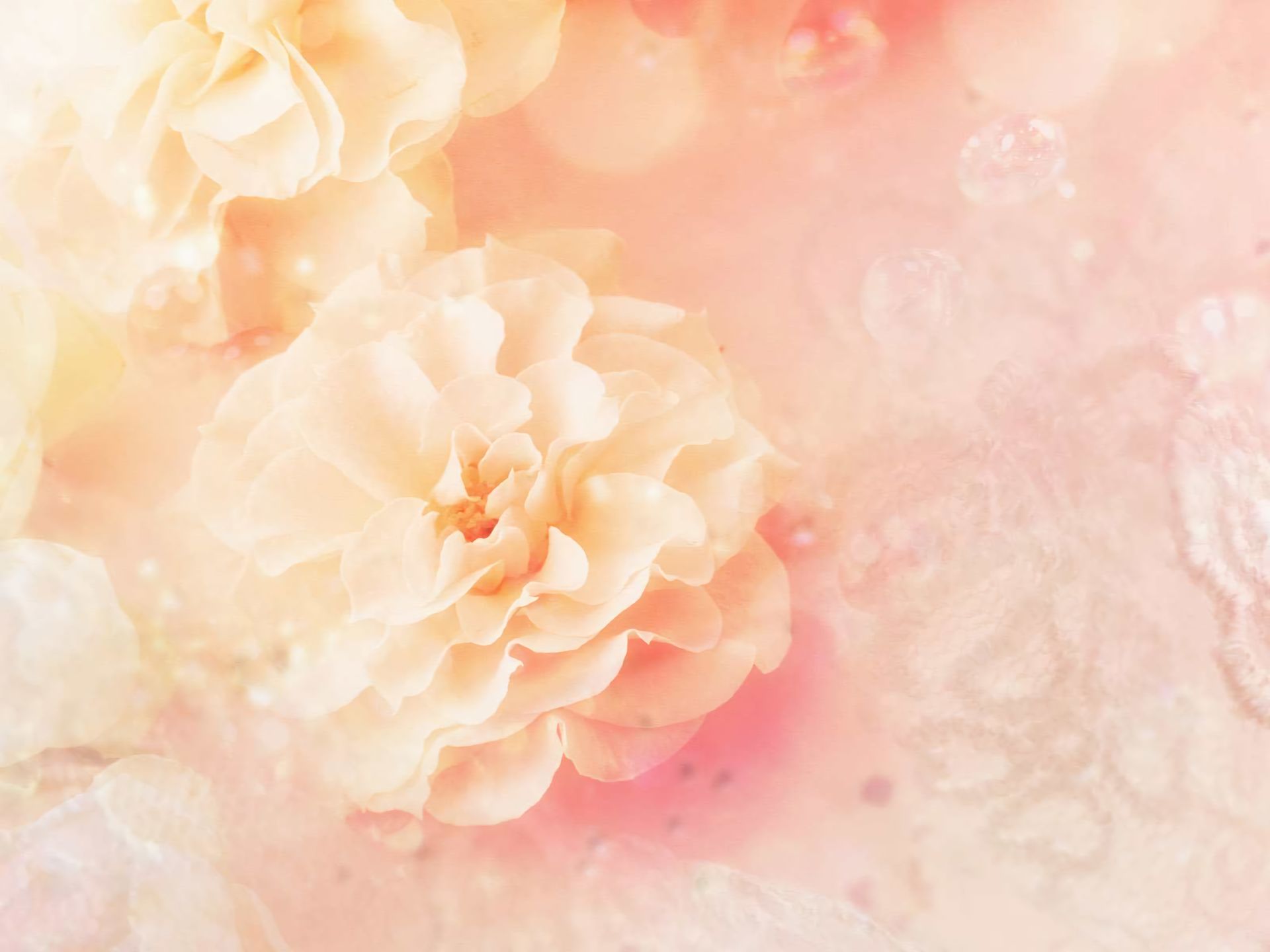 Download mobile wallpaper Flowers, Flower, Artistic, Pastel, Peach Flower for free.