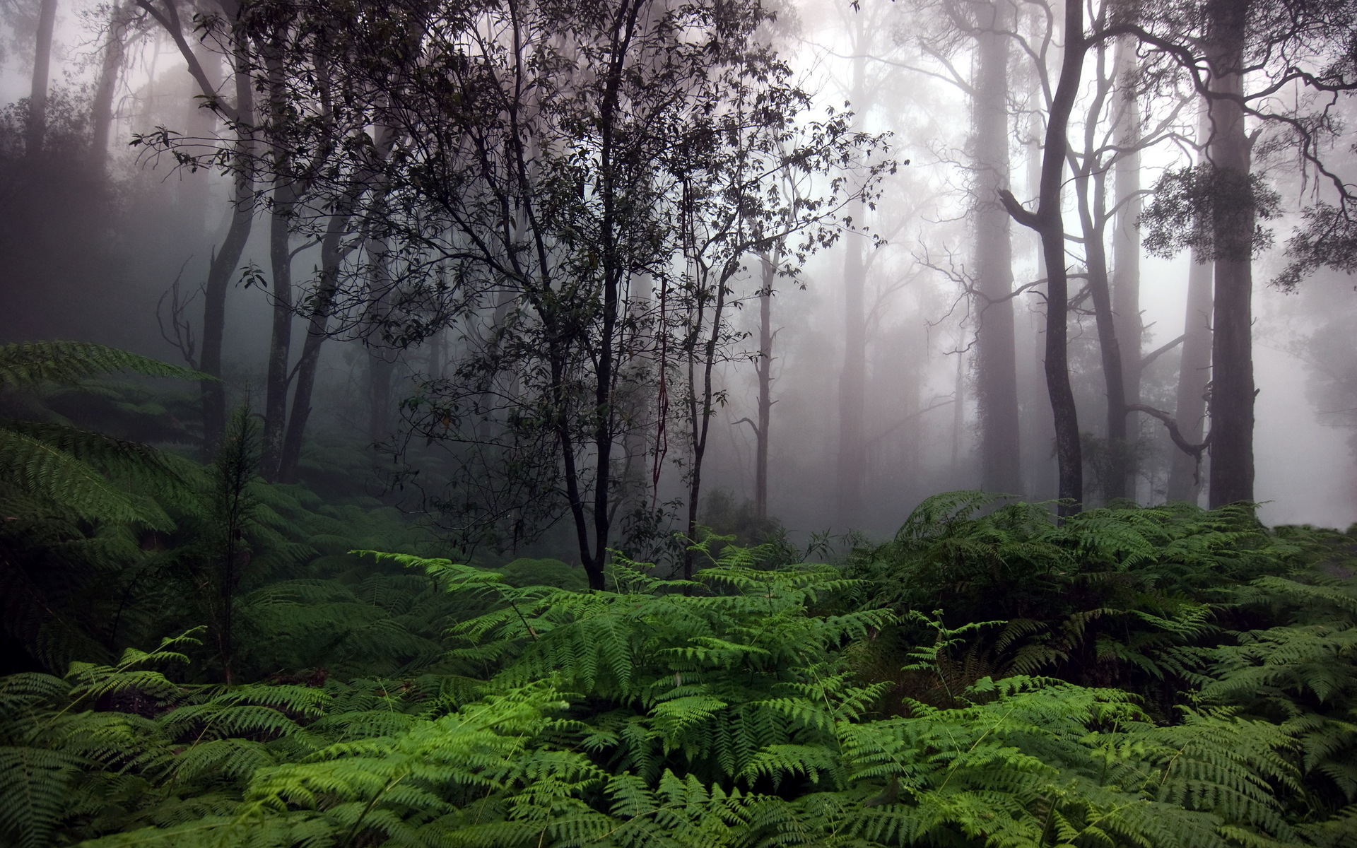 550137 завантажити картинку туман, папороть, ліс, пейзаж, земля, джунглі, мальовничий, дерево - шпалери і заставки безкоштовно