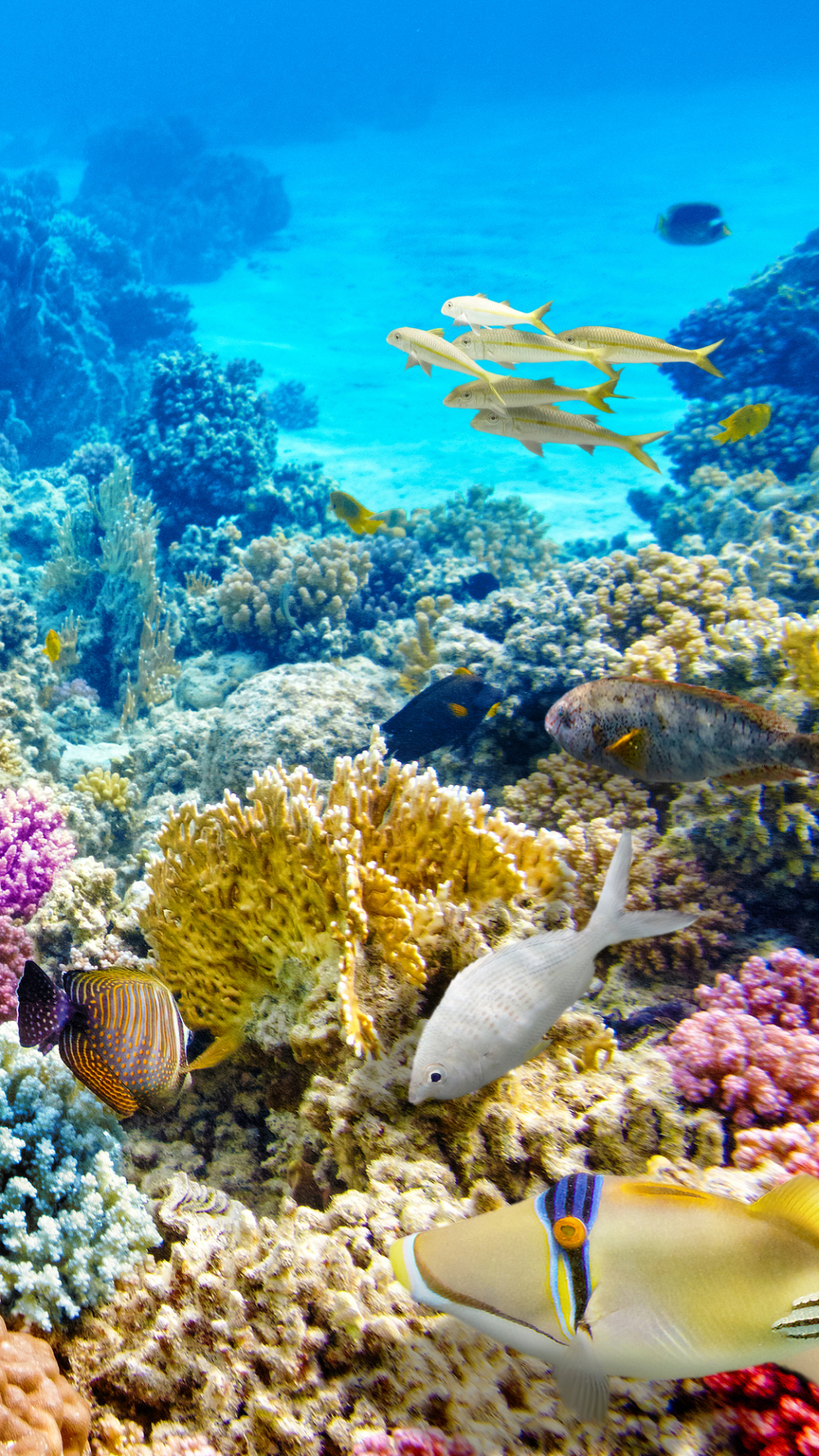 1133823 baixar papel de parede animais, peixe, cores, coral, corais, vida marinha, embaixo da agua, peixes - protetores de tela e imagens gratuitamente