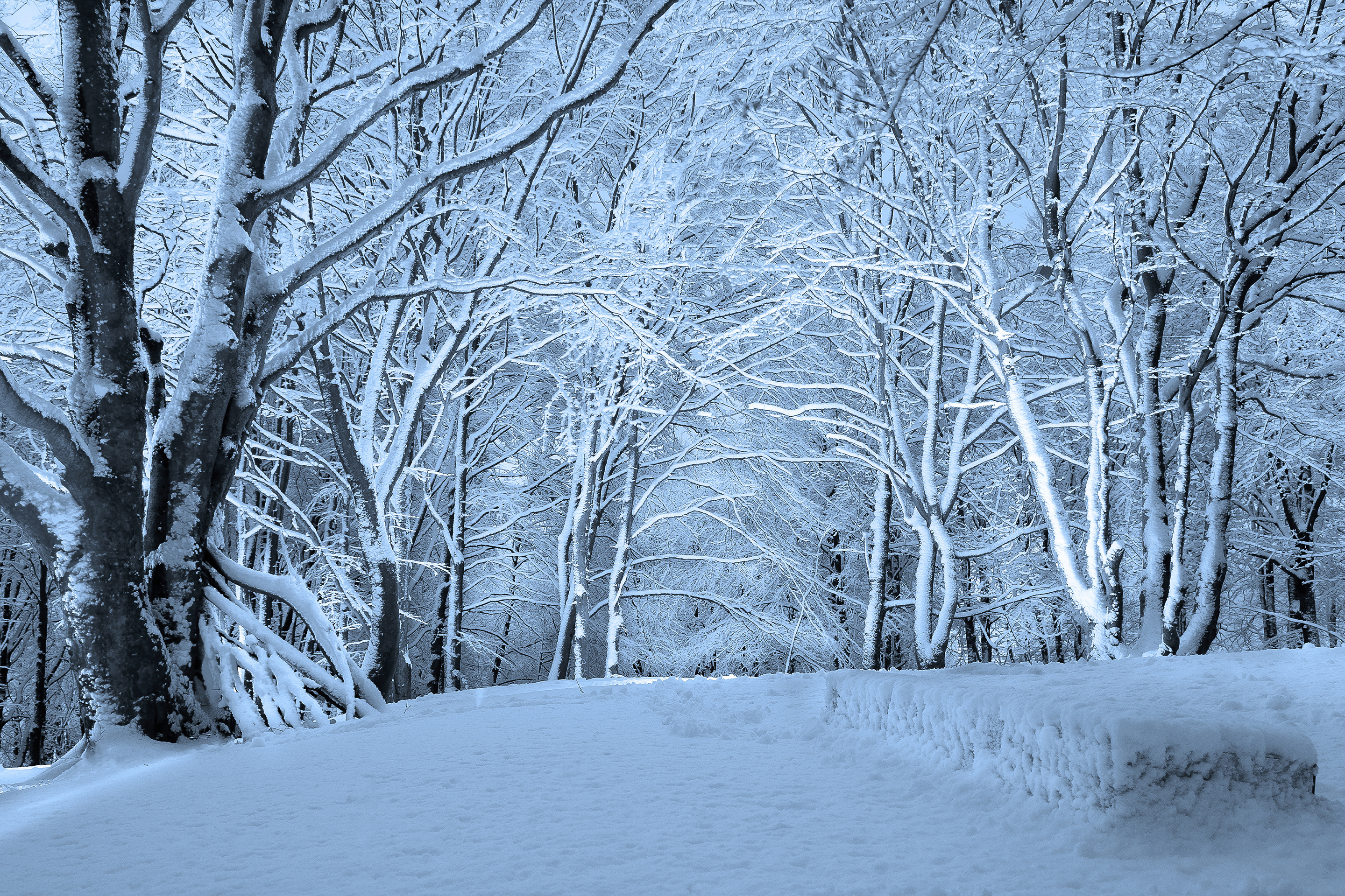 Download mobile wallpaper Winter, Snow, Forest, Tree, Earth, Path for free.