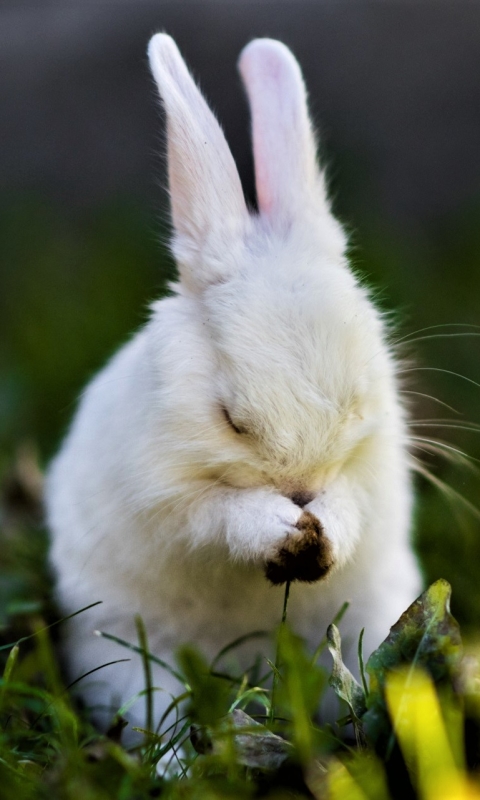 Download mobile wallpaper Animal, Rabbit, Cute, Bunny for free.