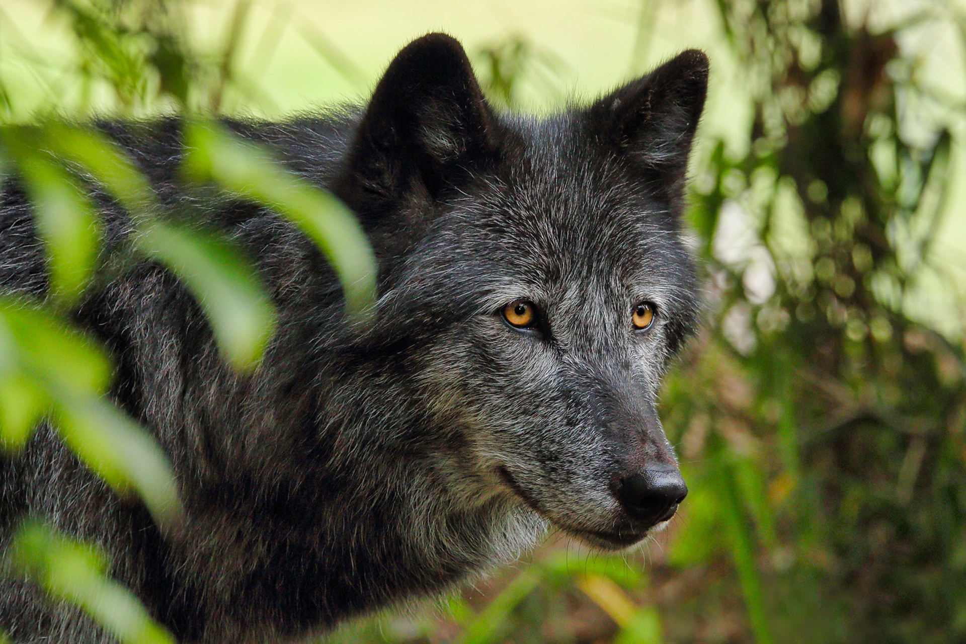 Descarga gratuita de fondo de pantalla para móvil de Animales, Lobo, Wolves.