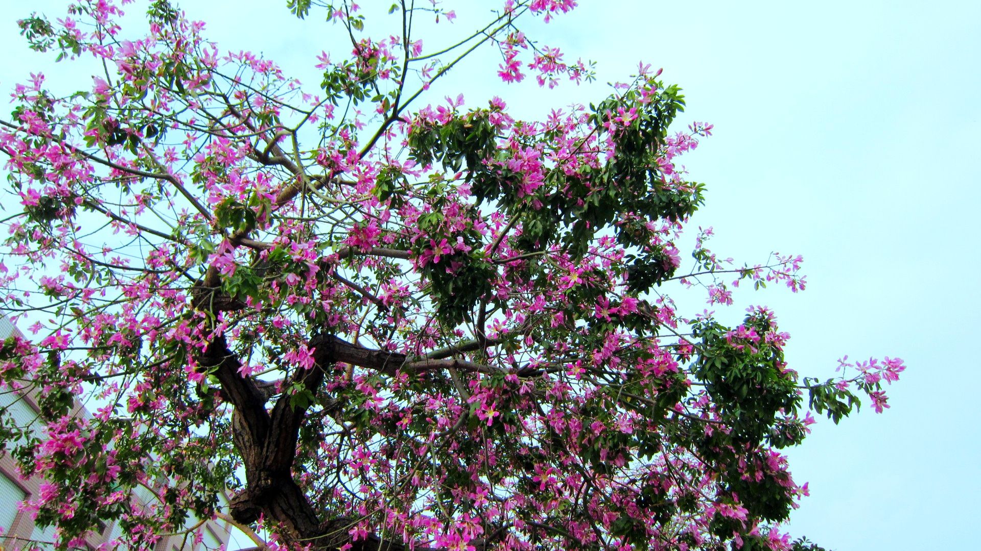 Download mobile wallpaper Flowers, Flower, Tree, Earth, Blossom, Pink Flower for free.