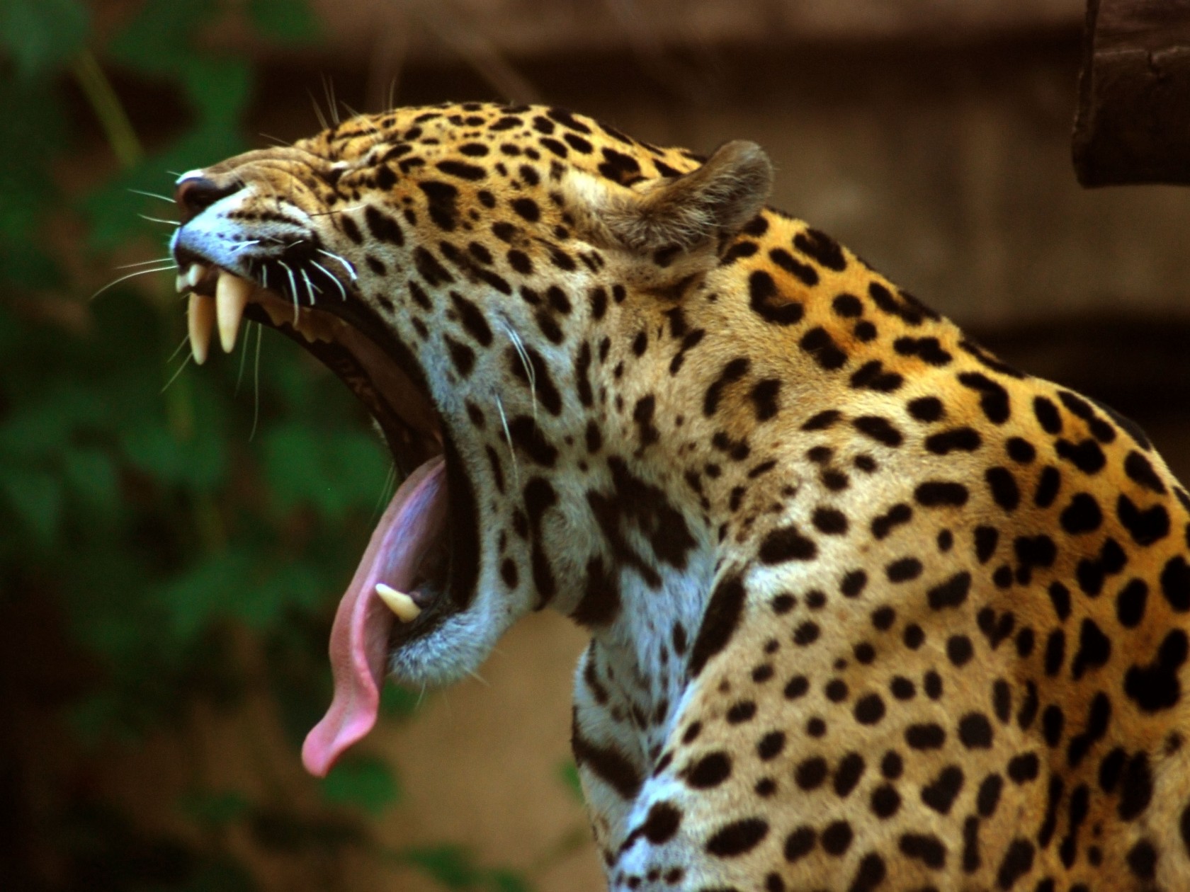 202043 Bild herunterladen tiere, jaguar, katzen - Hintergrundbilder und Bildschirmschoner kostenlos