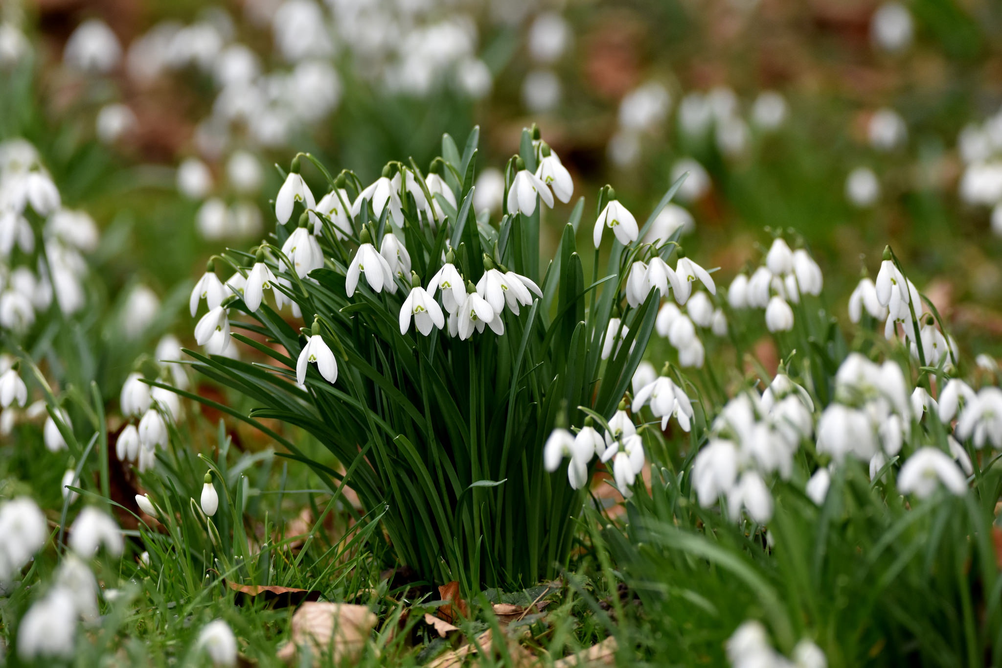 Download mobile wallpaper Nature, Flowers, Flower, Earth, Snowdrop, White Flower for free.