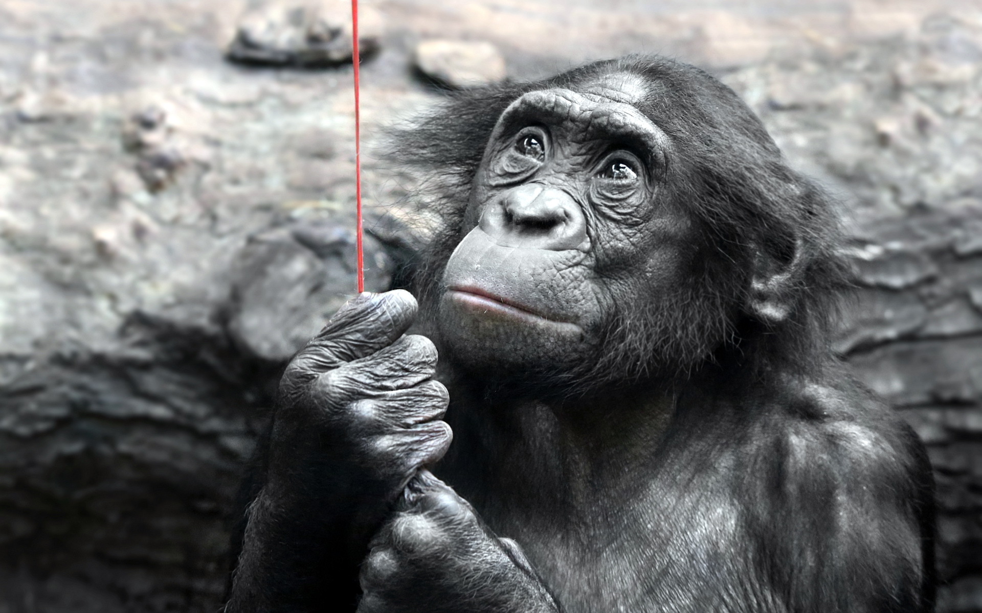 Скачать картинку Бонобо, Обезьяны, Обезьяна, Животные в телефон бесплатно.