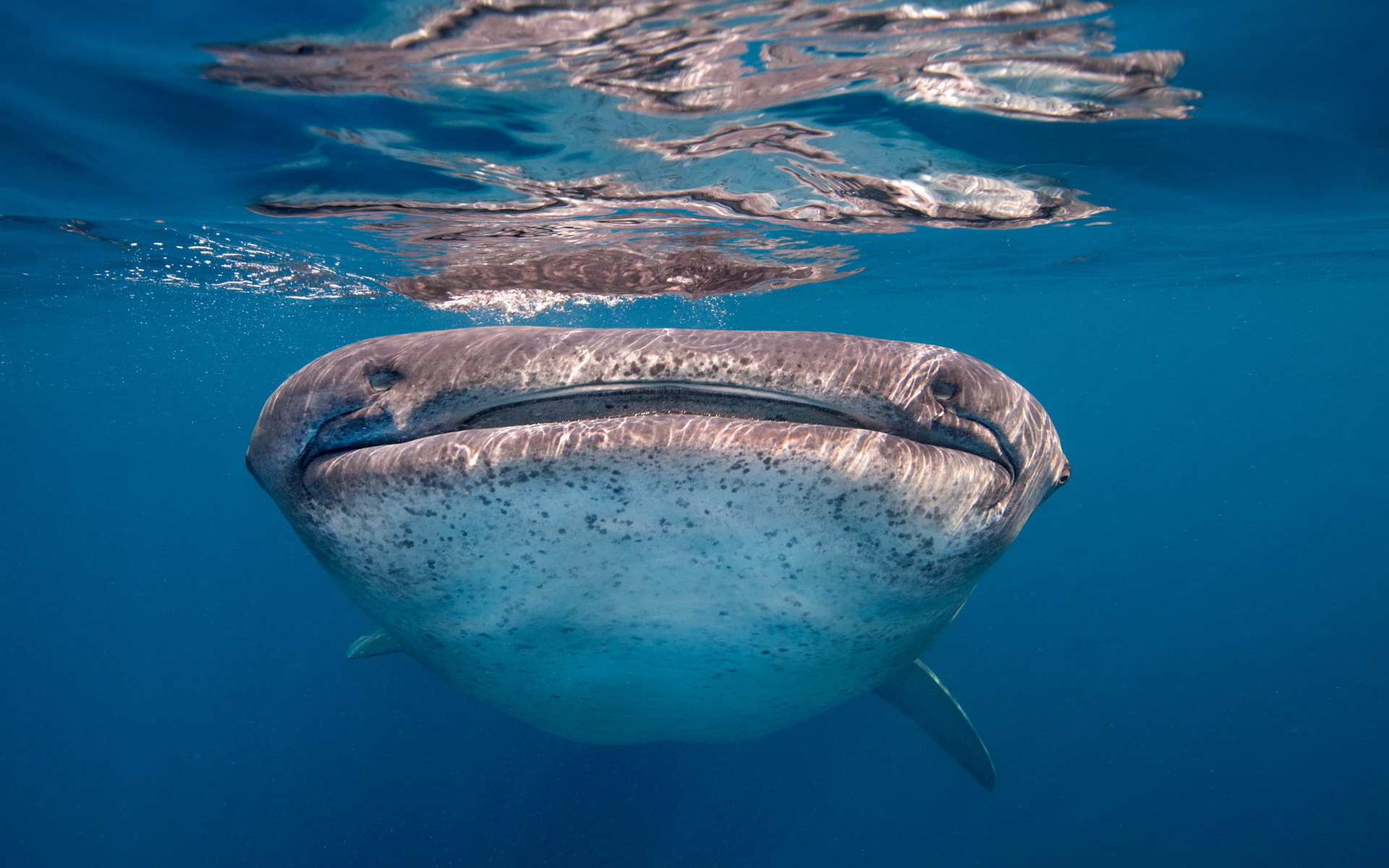 313167 descargar fondo de pantalla tiburón ballena, animales, tiburones: protectores de pantalla e imágenes gratis