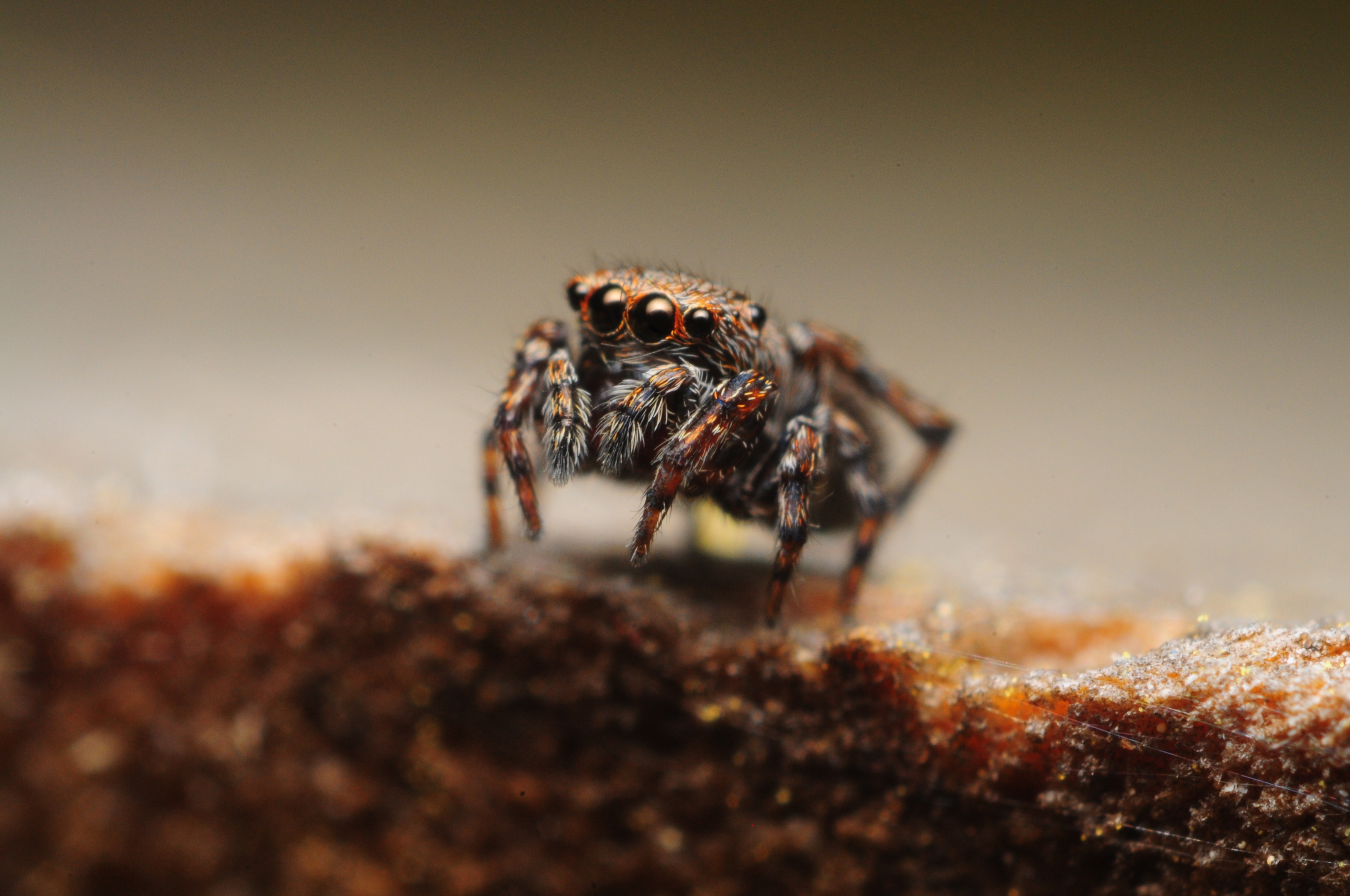Download mobile wallpaper Spiders, Macro, Animal, Spider, Jumping Spider for free.