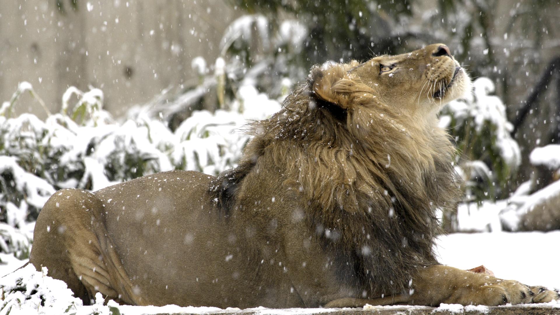 Descarga gratuita de fondo de pantalla para móvil de Animales, León.