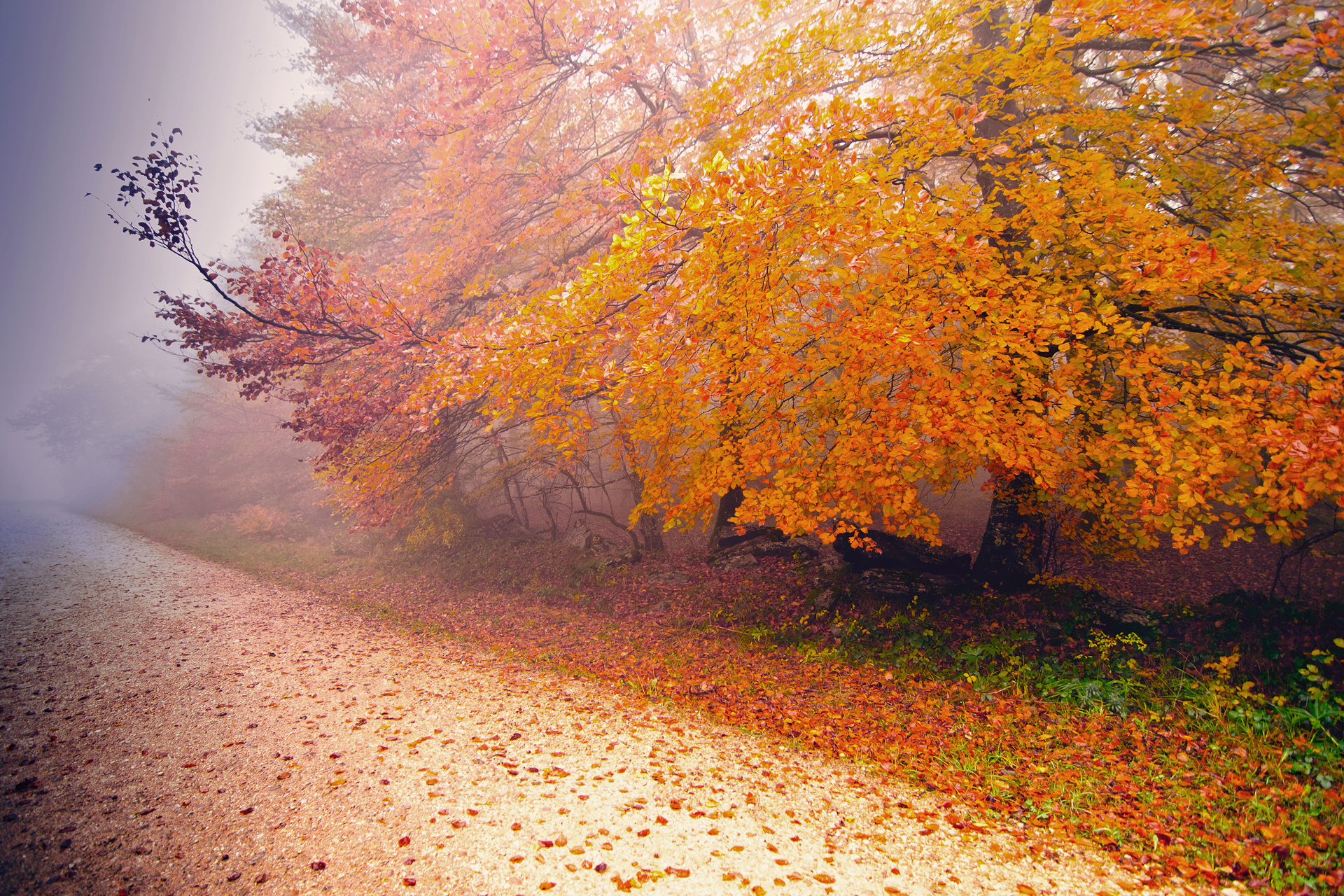 Téléchargez des papiers peints mobile Automne, Terre/nature gratuitement.