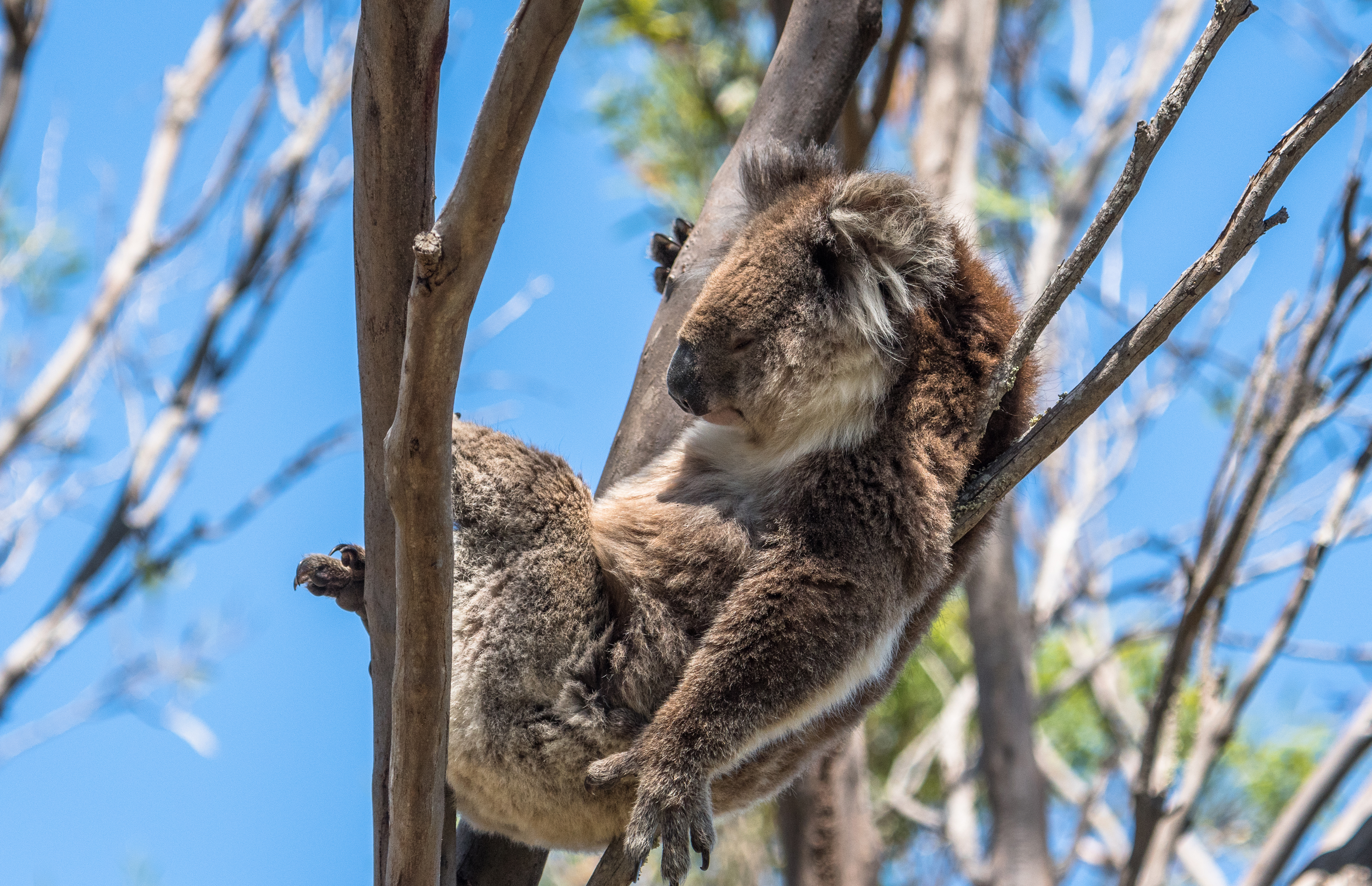 koala, animal, marsupial