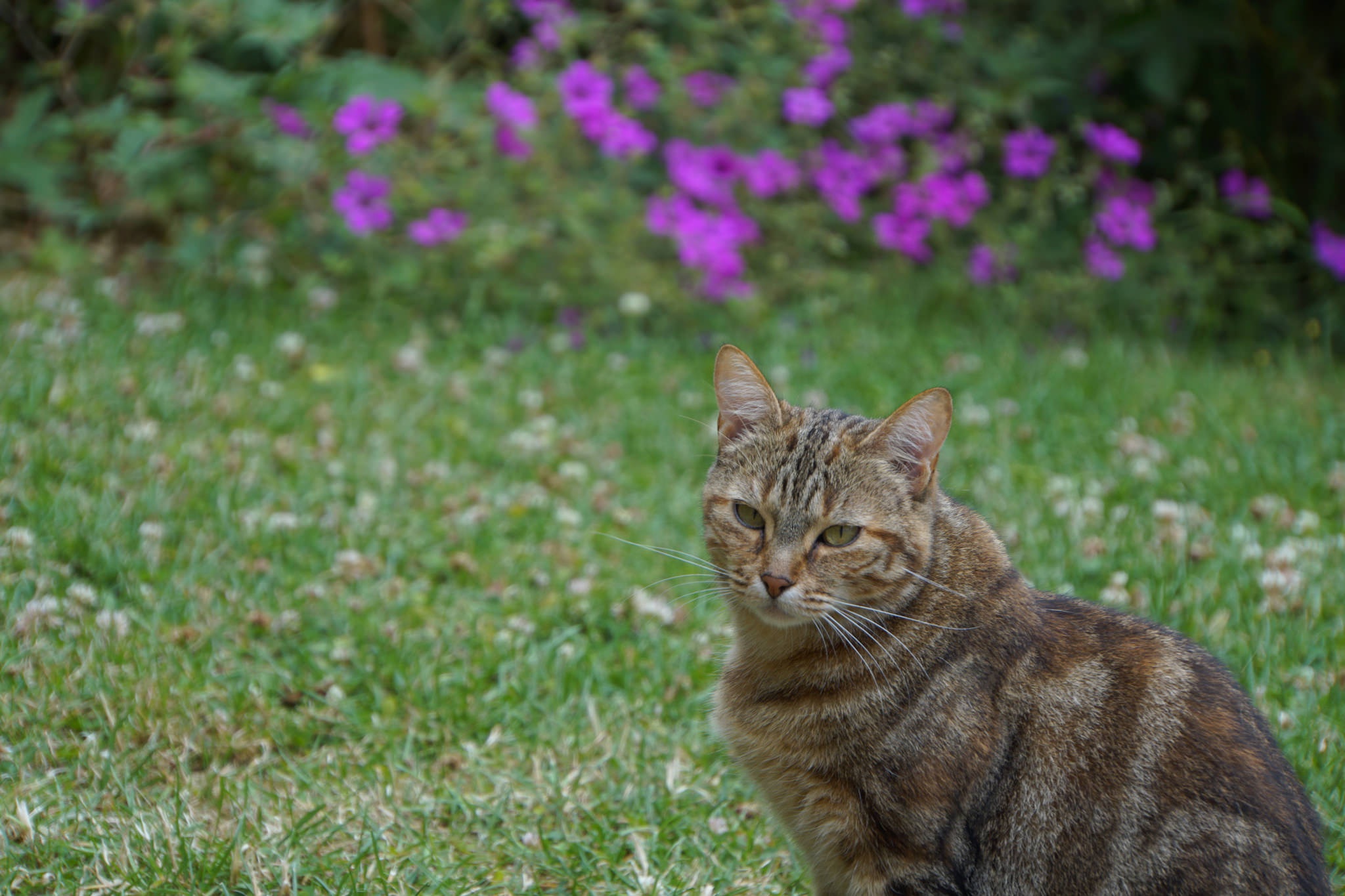 PCデスクトップに動物, ネコ, 猫画像を無料でダウンロード