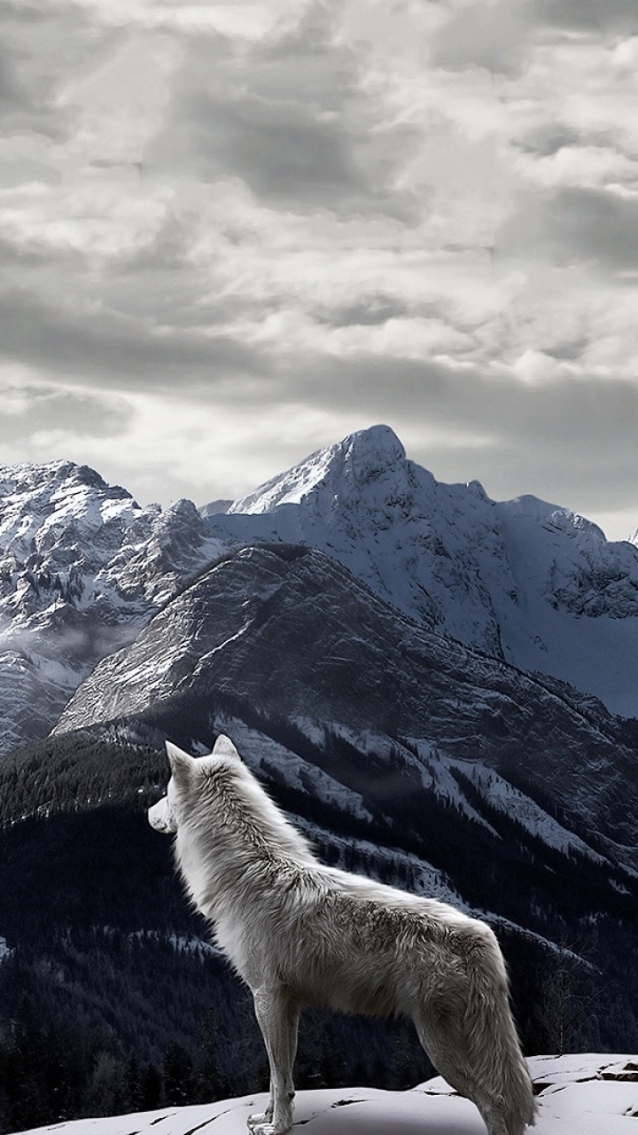 Download mobile wallpaper Mountain, Wolf, Animal, Wolves for free.