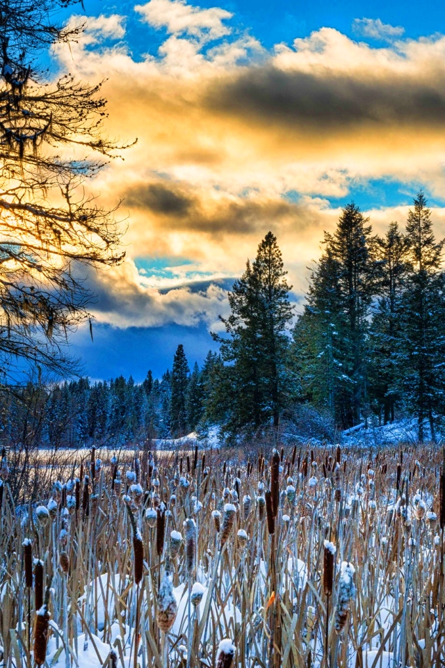 Handy-Wallpaper Winter, Natur, Schnee, Wald, Baum, Wolke, Erde/natur, Planze, Anlage kostenlos herunterladen.