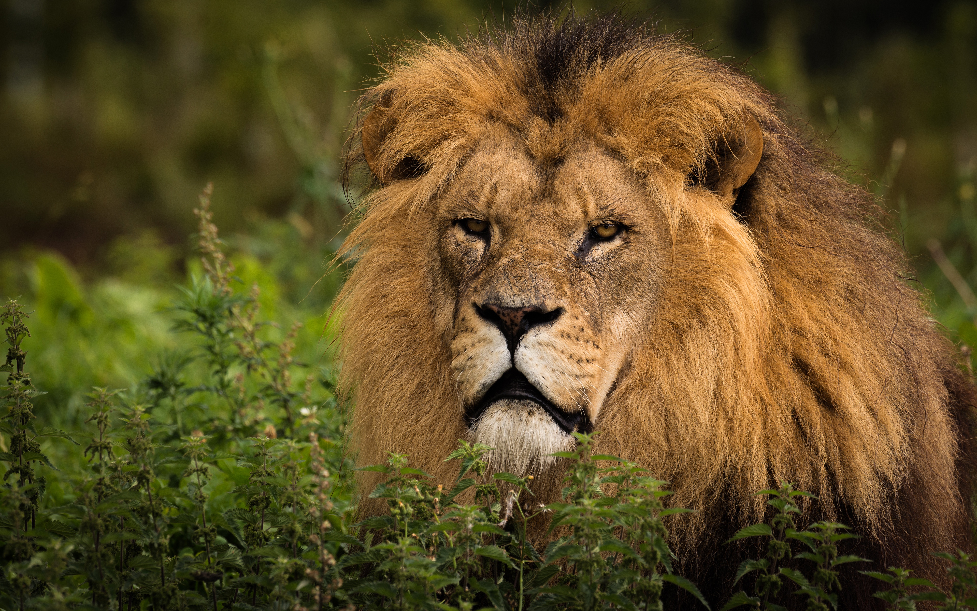 Téléchargez gratuitement l'image Animaux, Chats, Lion sur le bureau de votre PC