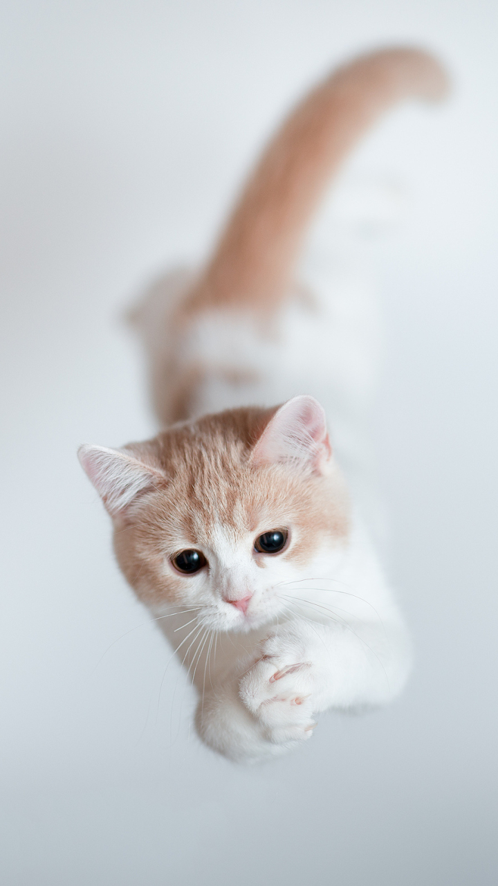 Download mobile wallpaper Cats, Cat, Kitten, Animal, Cute for free.