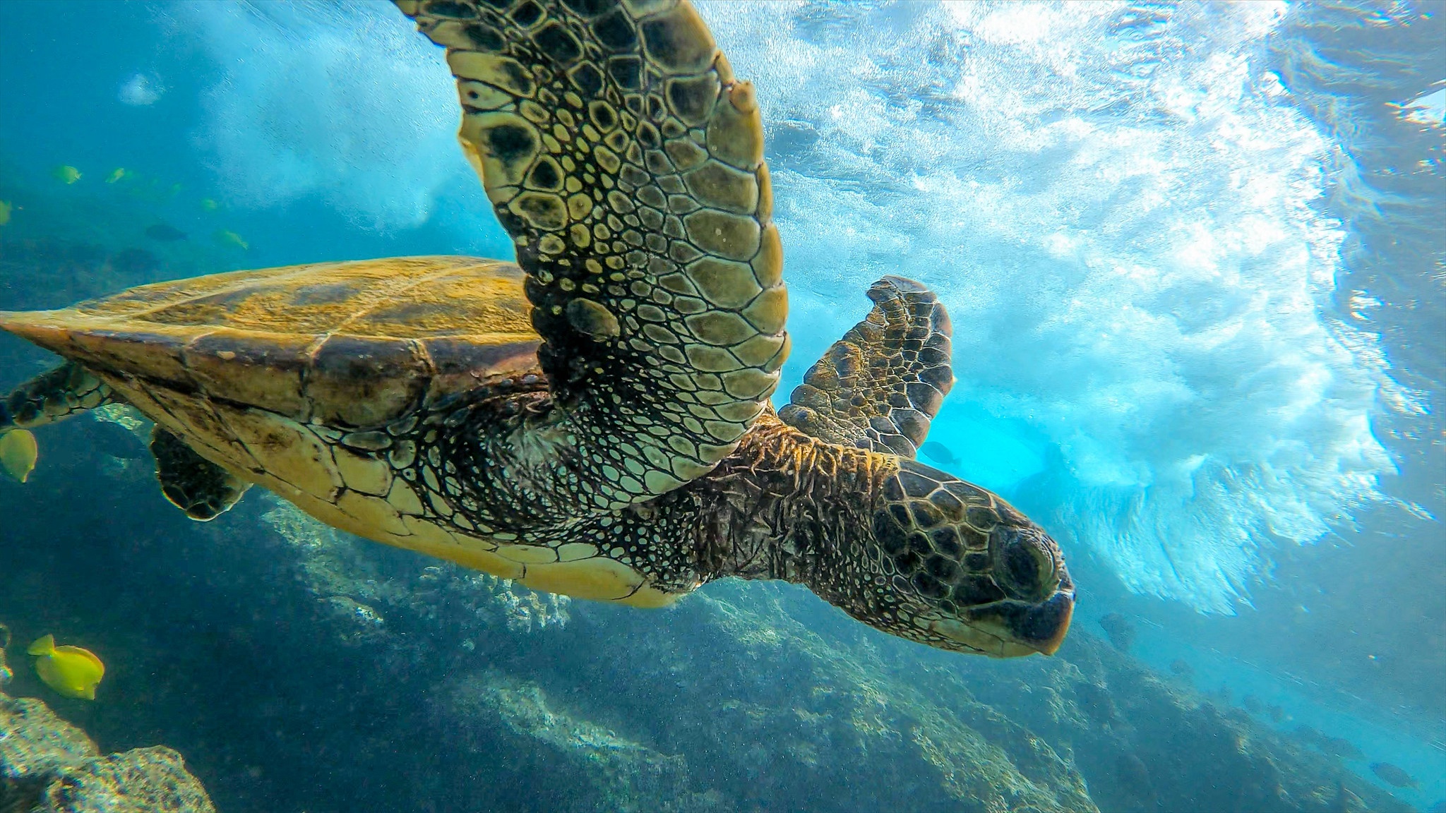 Download mobile wallpaper Turtles, Animal, Turtle, Sea Life for free.