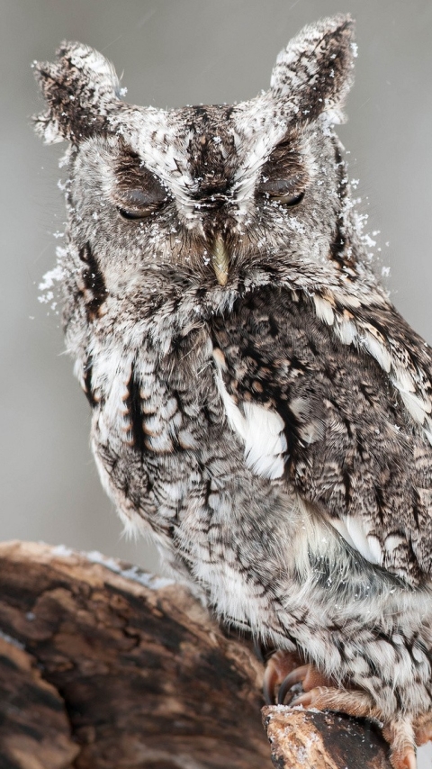 Download mobile wallpaper Winter, Birds, Owl, Snow, Animal, Owlet for free.