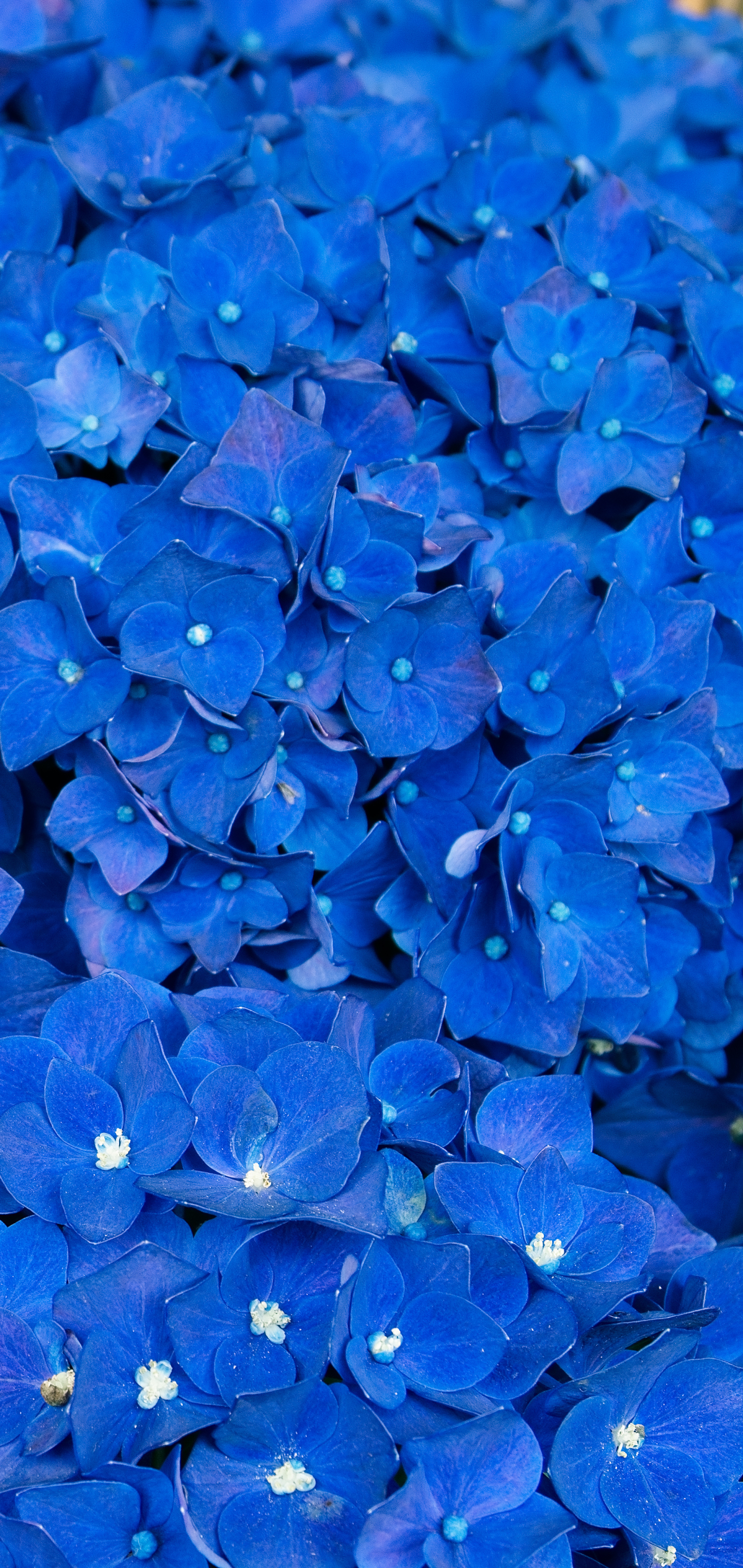 Handy-Wallpaper Blumen, Blume, Hortensien, Erde/natur, Blaue Blume kostenlos herunterladen.