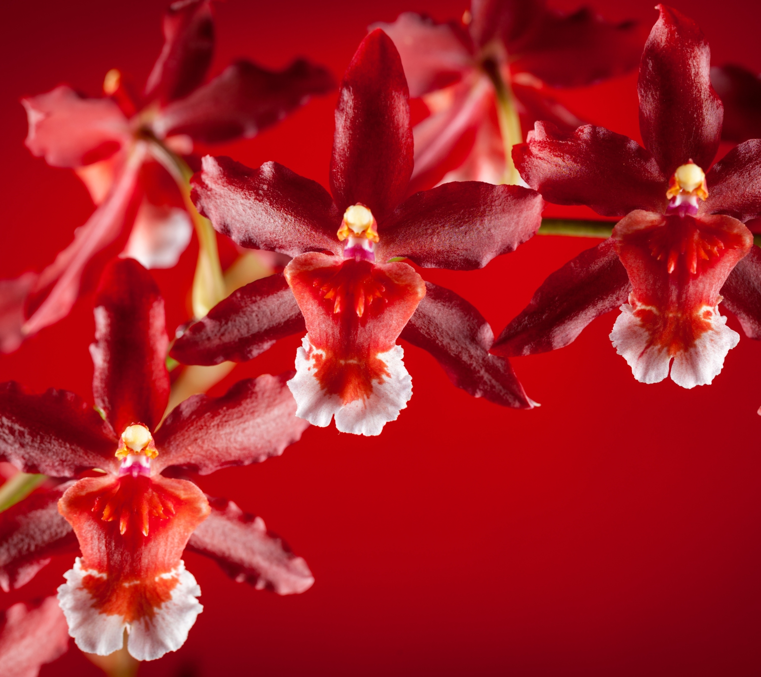 Free download wallpaper Flowers, Flower, Earth, Orchid on your PC desktop