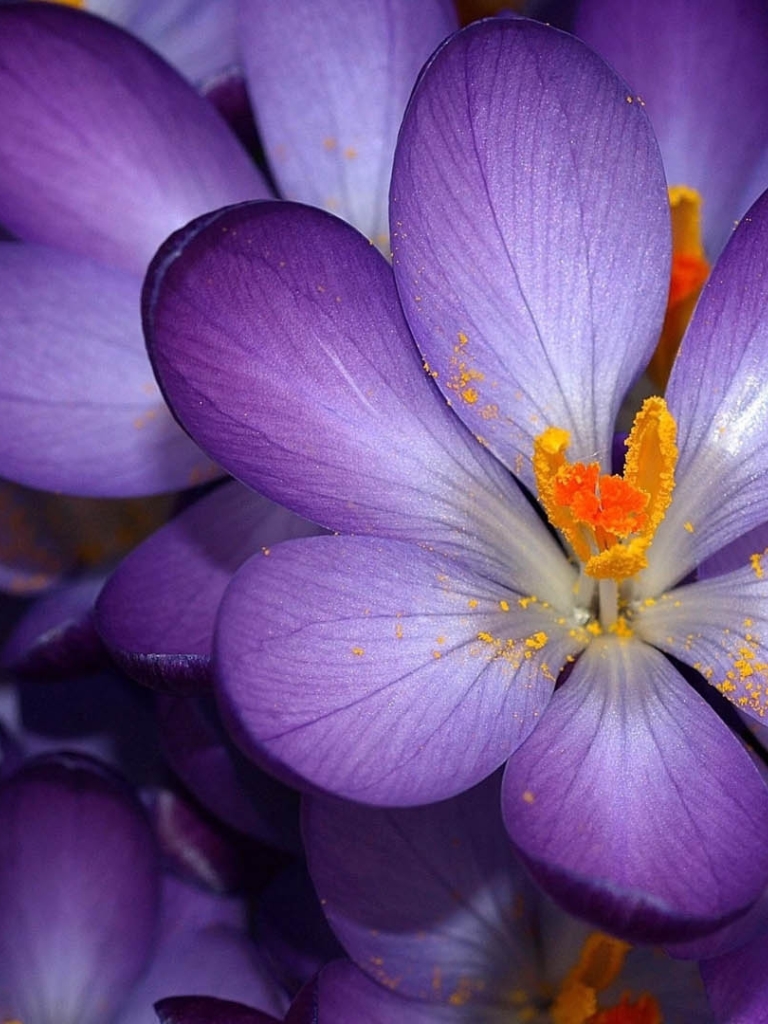 Descarga gratuita de fondo de pantalla para móvil de Flores, Flor, Tierra/naturaleza.