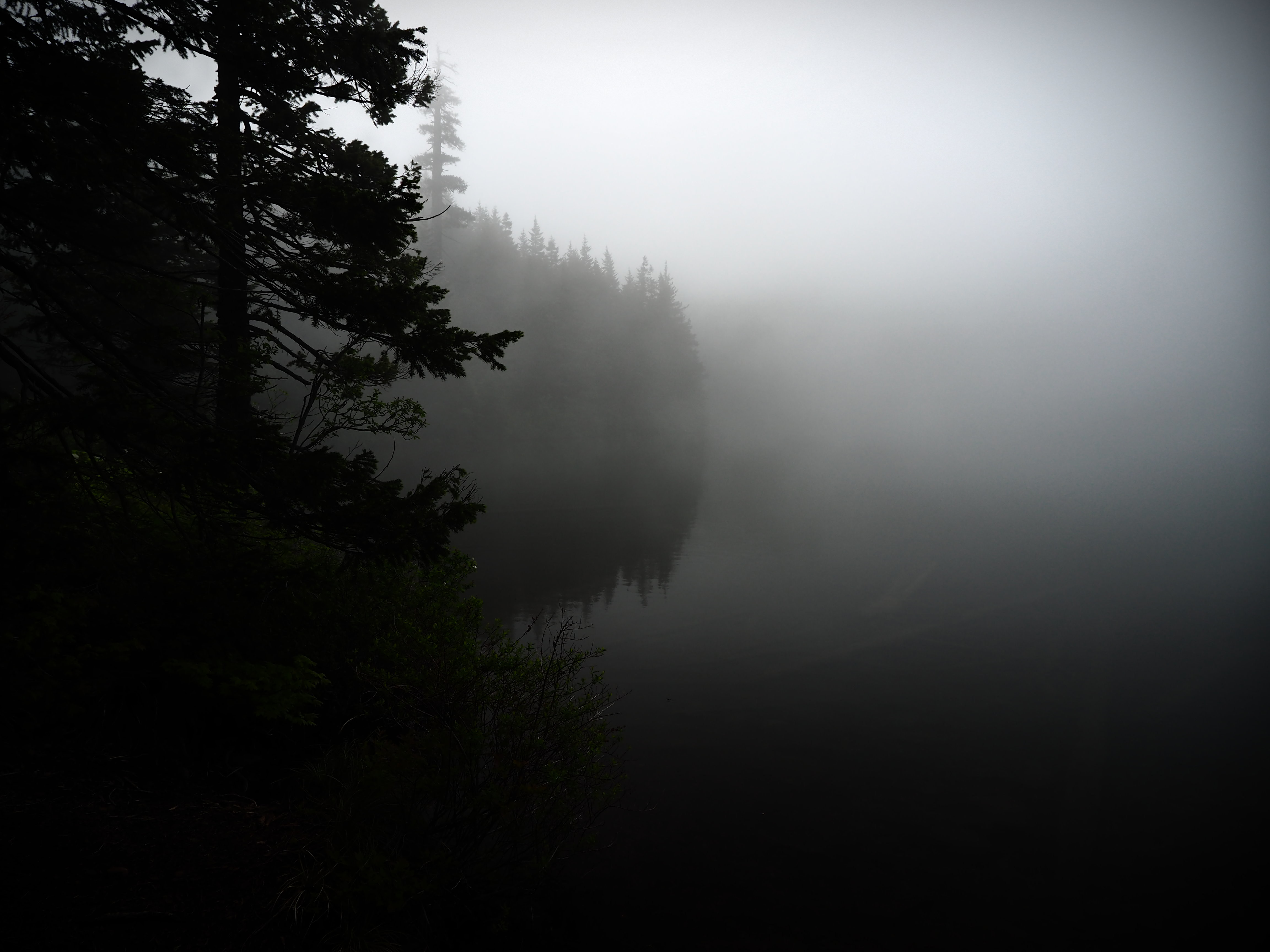 Free download wallpaper Nature, Trees, Shore, Bank, Forest, Fog on your PC desktop