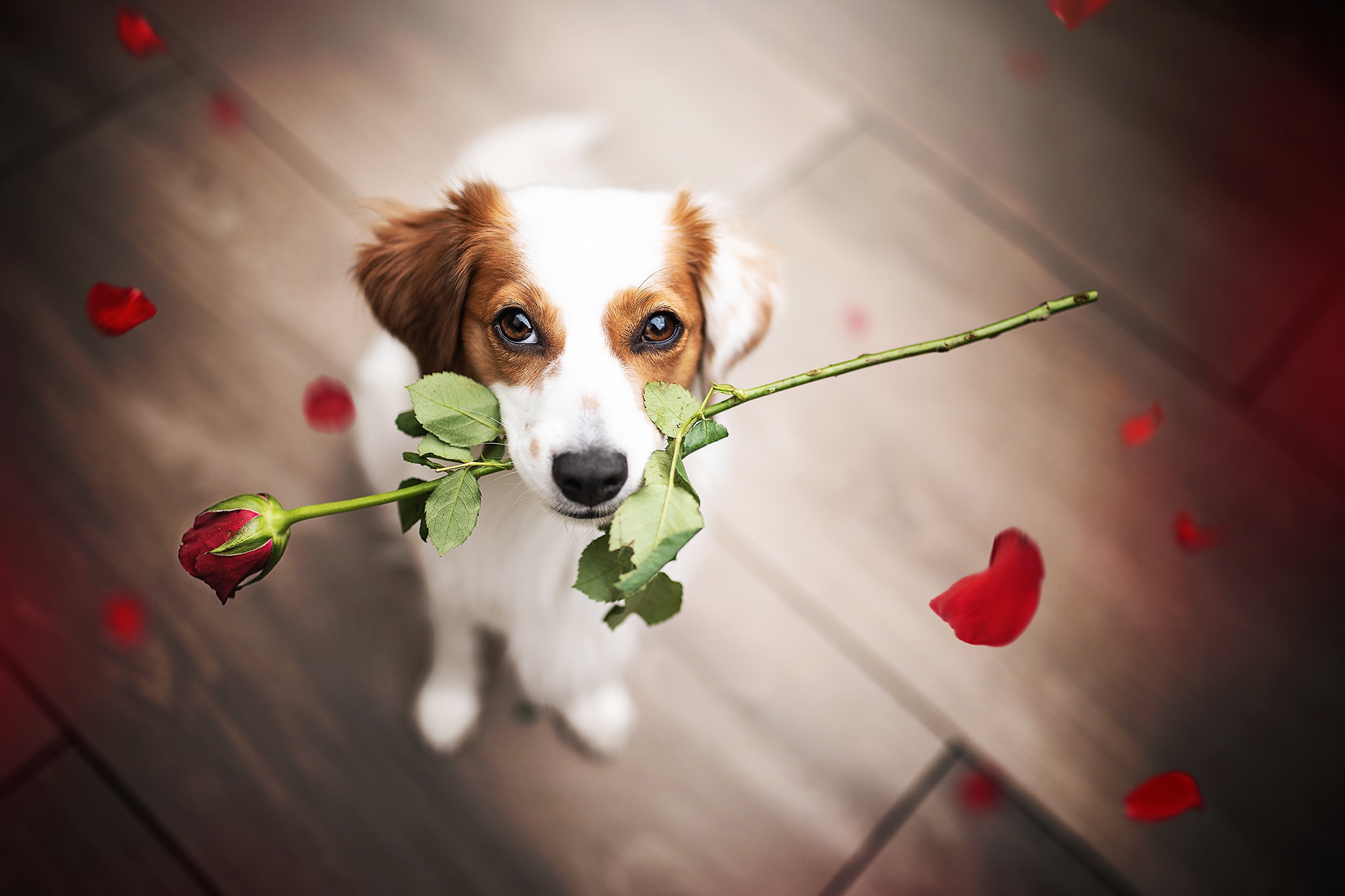 Laden Sie das Tiere, Hunde, Rose, Hund-Bild kostenlos auf Ihren PC-Desktop herunter