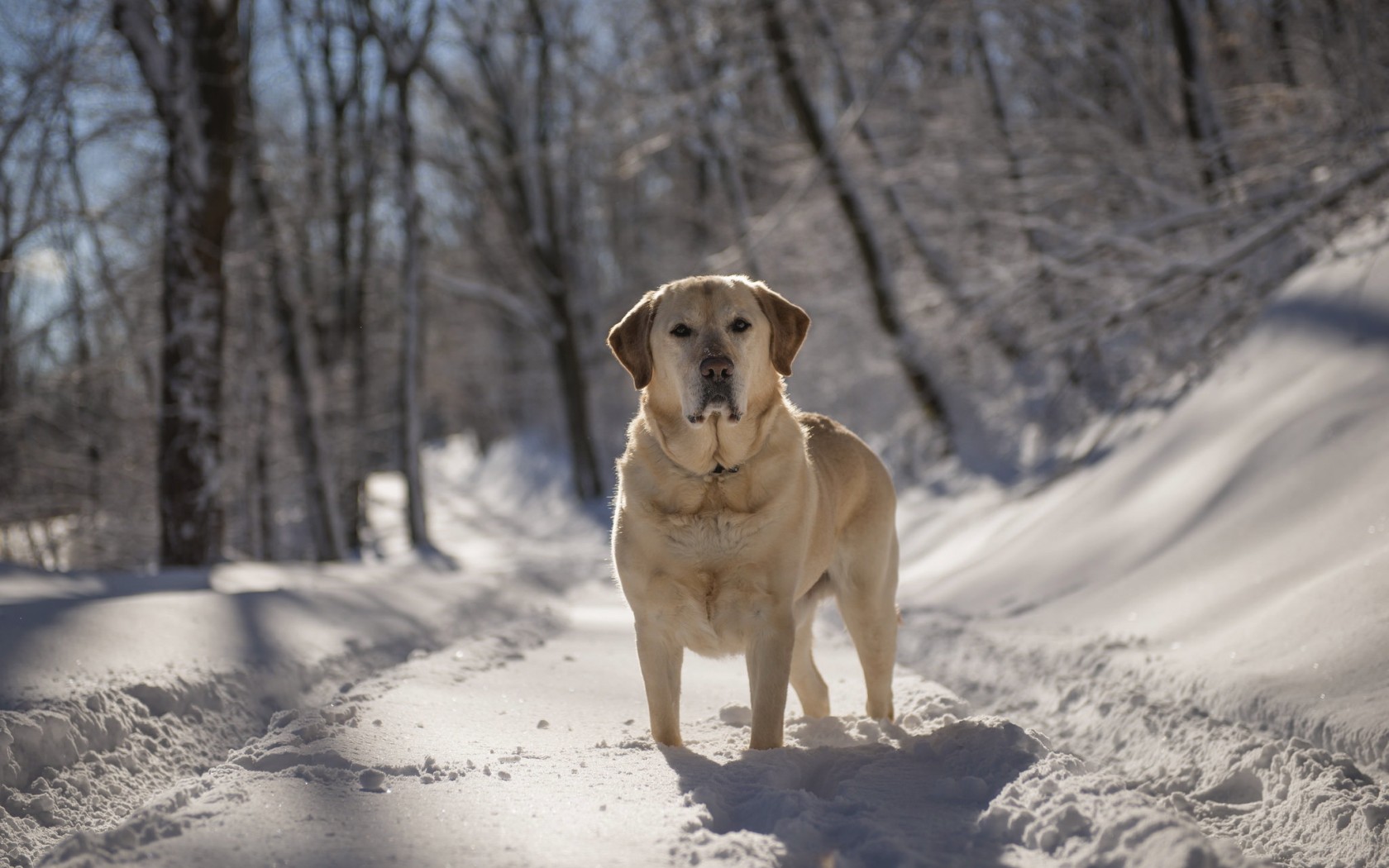 Descarga gratuita de fondo de pantalla para móvil de Perros, Perro, Animales.