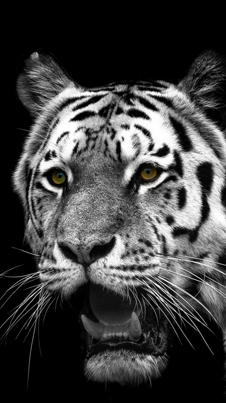 Descarga gratuita de fondo de pantalla para móvil de Animales, Gatos, Tigre Blanco.