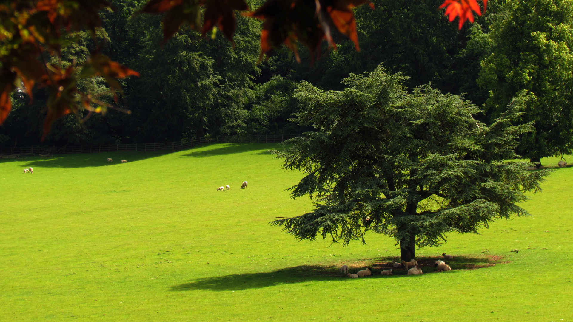 Téléchargez gratuitement l'image Arbre, Terre/nature sur le bureau de votre PC