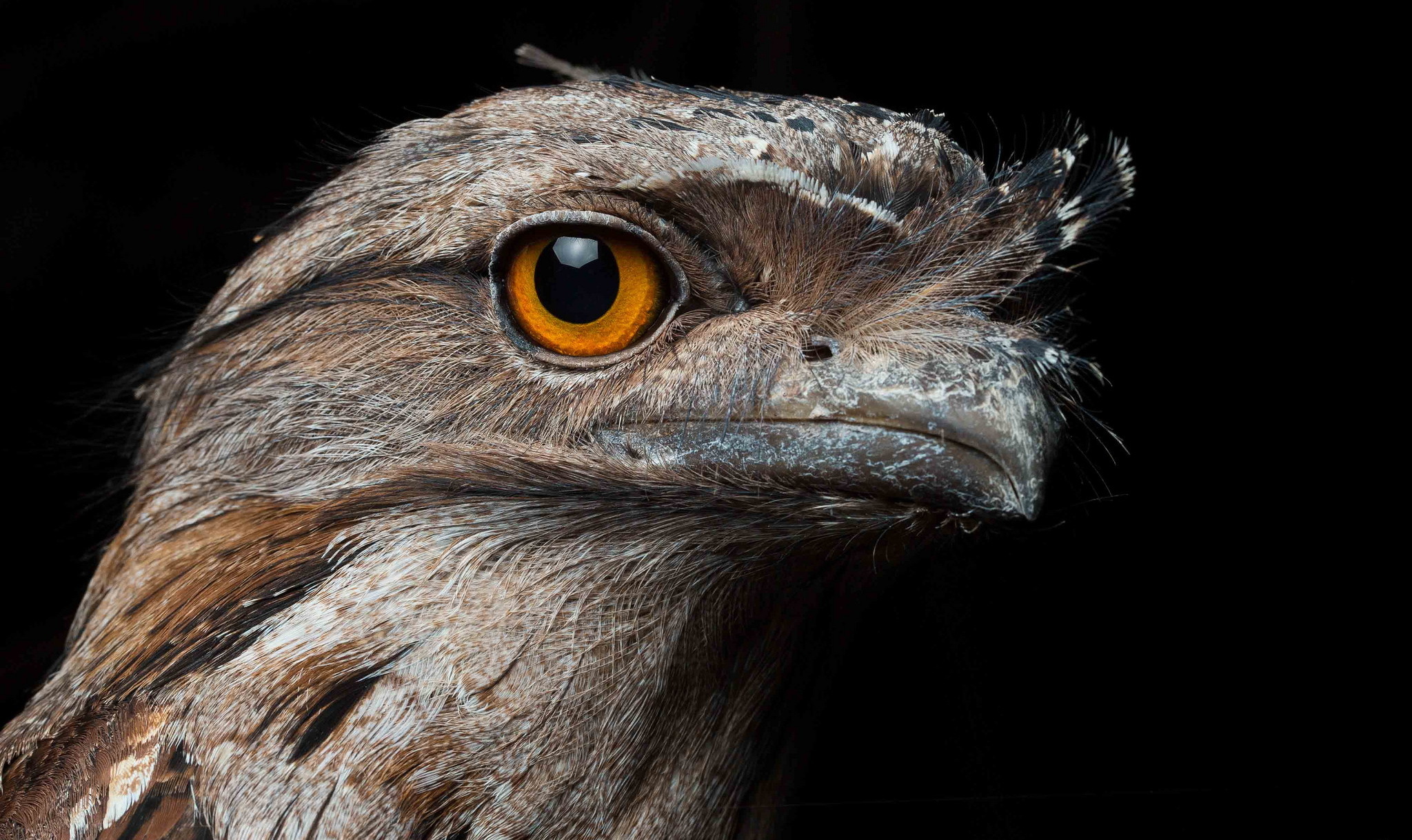 Téléchargez des papiers peints mobile Animaux, Oiseau, Des Oiseaux gratuitement.