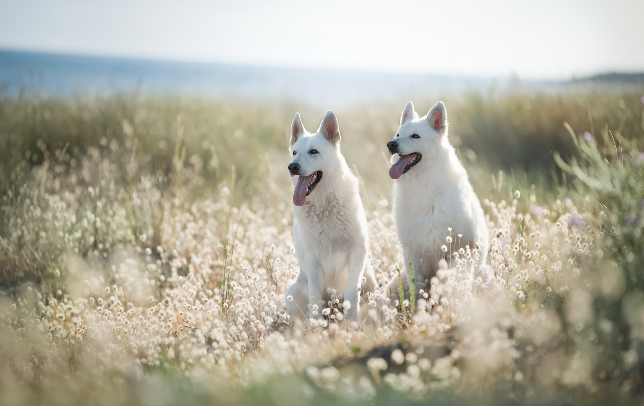 Download mobile wallpaper Dogs, Dog, Animal, Depth Of Field, Berger Blanc Suisse for free.