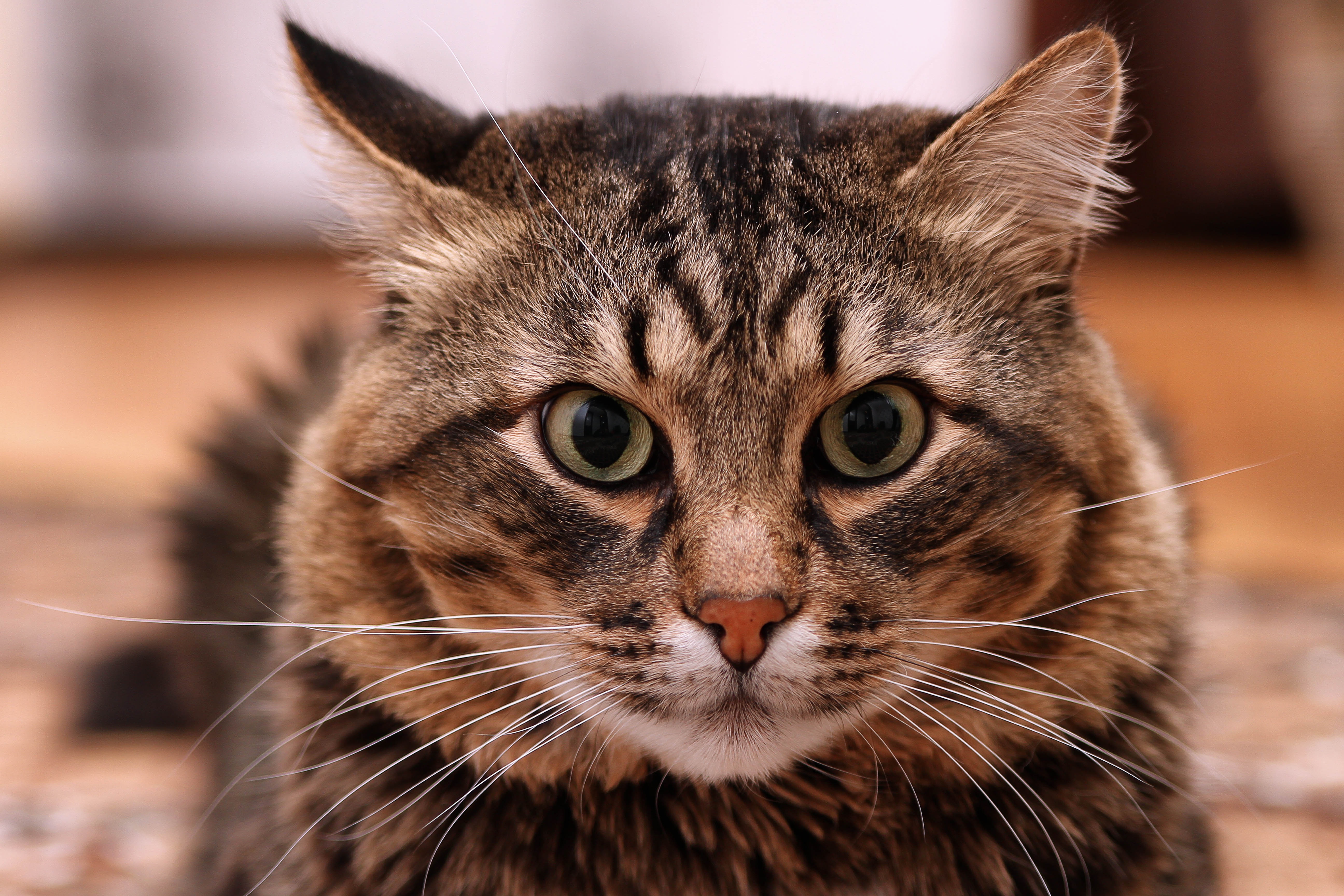 Baixar papel de parede para celular de Animais, Gatos, Gato, Olhar Fixamente gratuito.