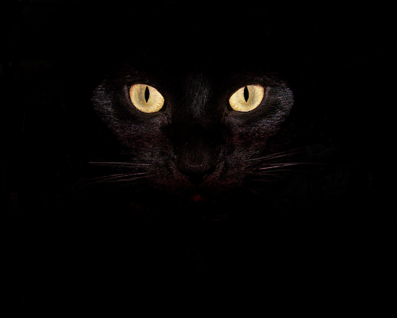 15727 descargar fondo de pantalla fondo, gatos, negro, animales: protectores de pantalla e imágenes gratis
