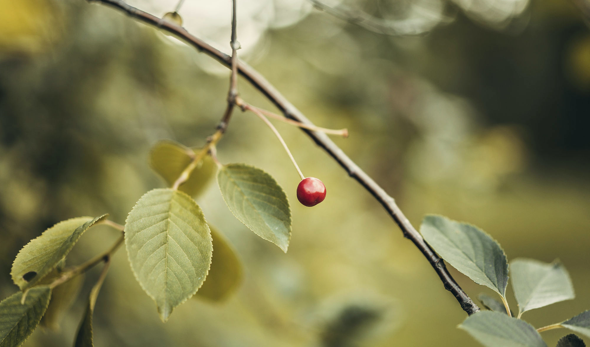 Download mobile wallpaper Nature, Fruits, Food, Cherry, Branch, Fruit, Bokeh for free.