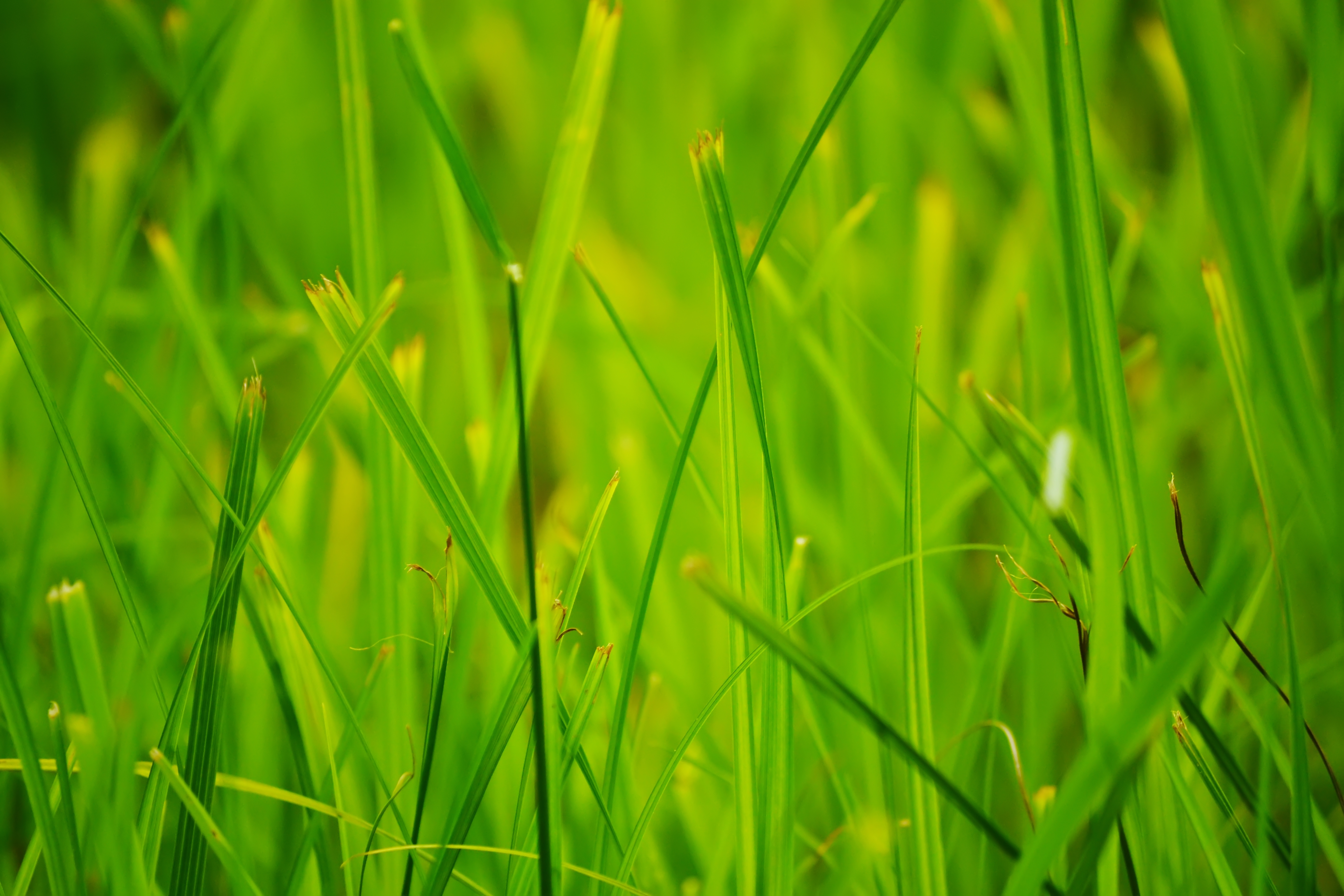 Free download wallpaper Grass, Summer, Macro, Nature on your PC desktop