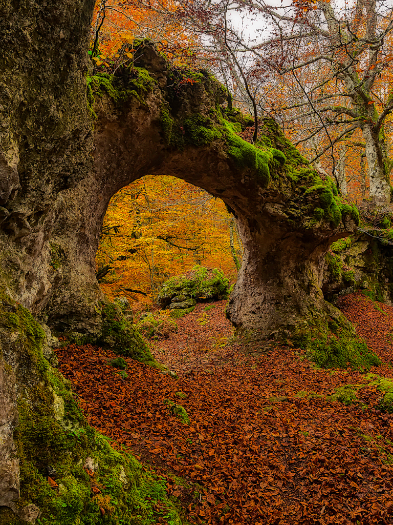 Download mobile wallpaper Nature, Forest, Fall, Earth, Moss, Arch for free.