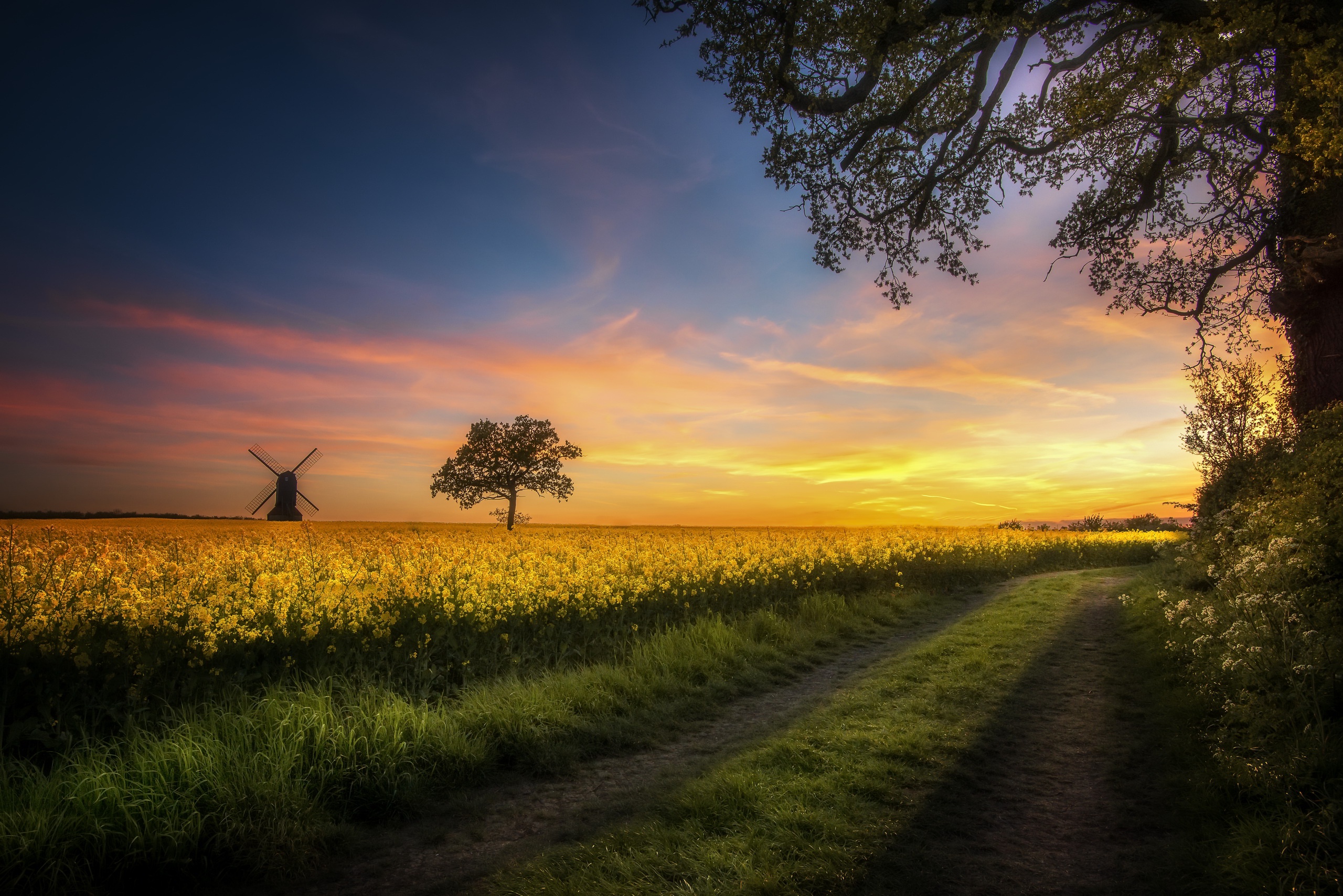 man made, windmill, field, horizon, nature, path, rapeseed, summer, yellow flower